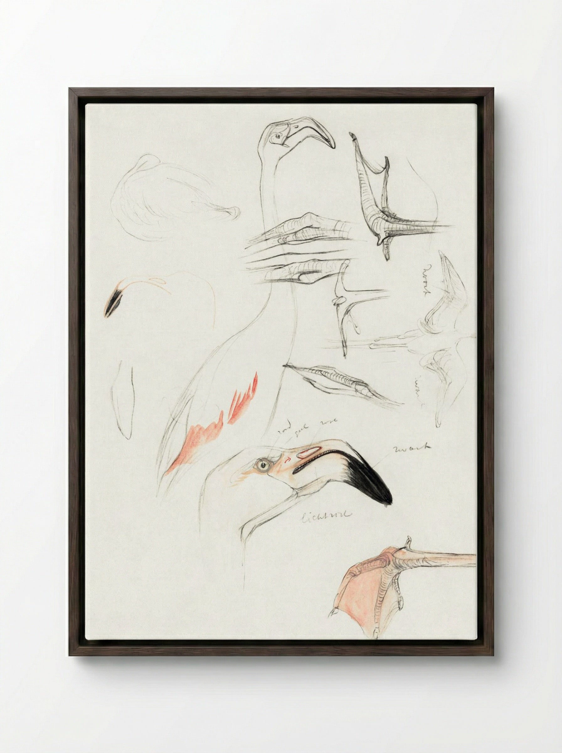 Studies of a Flamingo - Theo van Hoytema - Framed Canvas Dark Wood