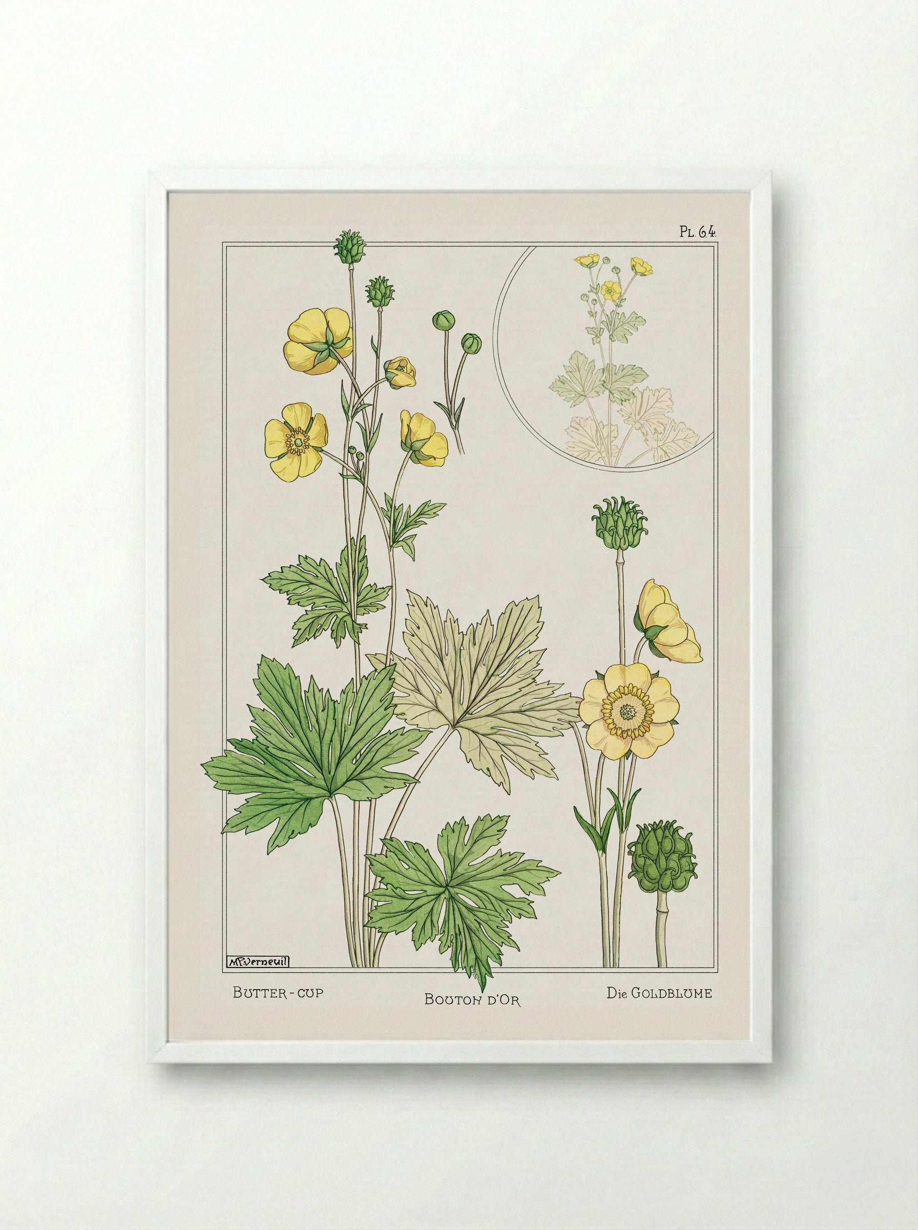 Bouton d'Or (Buttercup) - Maurice Pillard Verneuil - Framed Print White