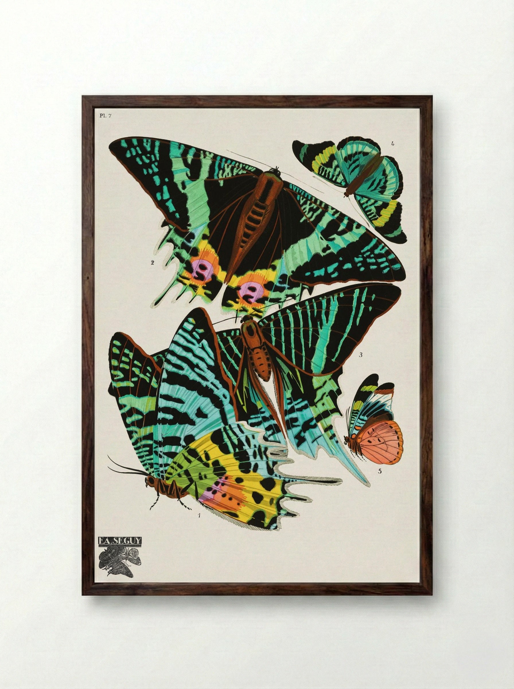 Butterflies (Plate 7) - Émile-Allain Séguy - Framed Print Dark Wood