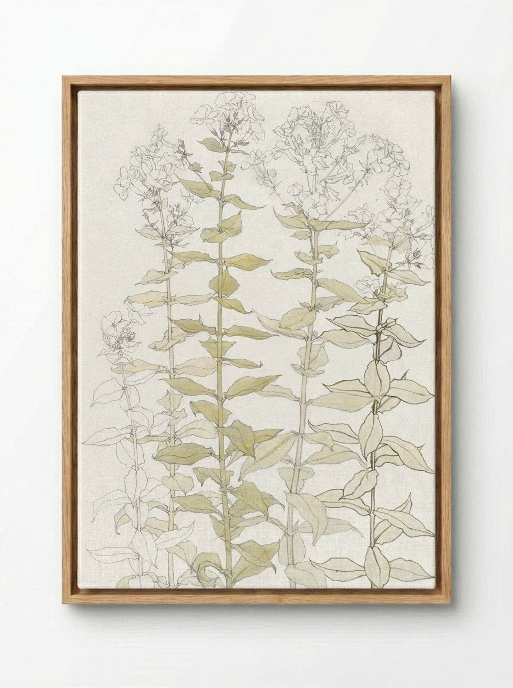 Phlox (Colour Sketch) - Julie de Graag - Framed Canvas Wood