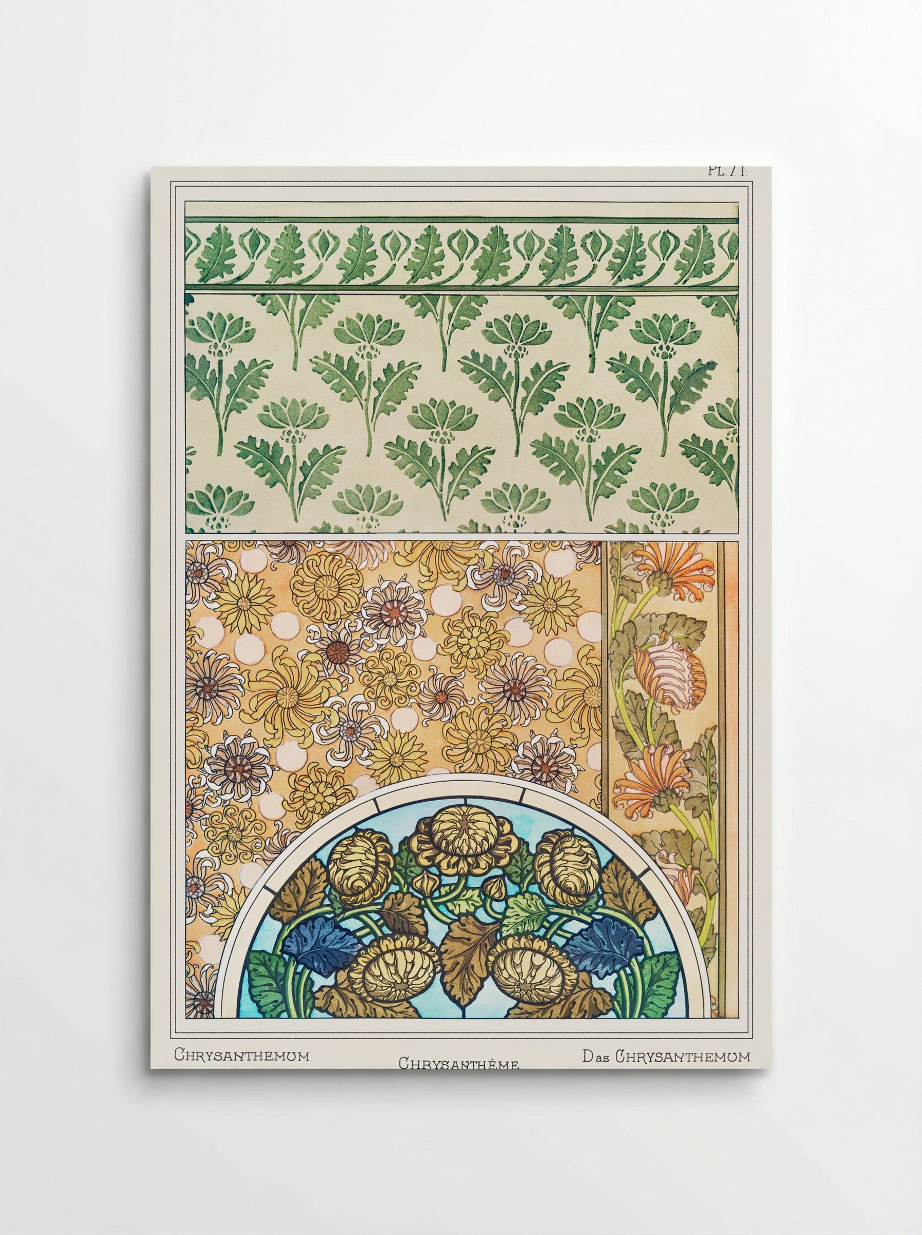 Chrysanthème (Chrysanthemum) from La Plante et ses Applications ornementales - Maurice Pillard Verneuil - Poster