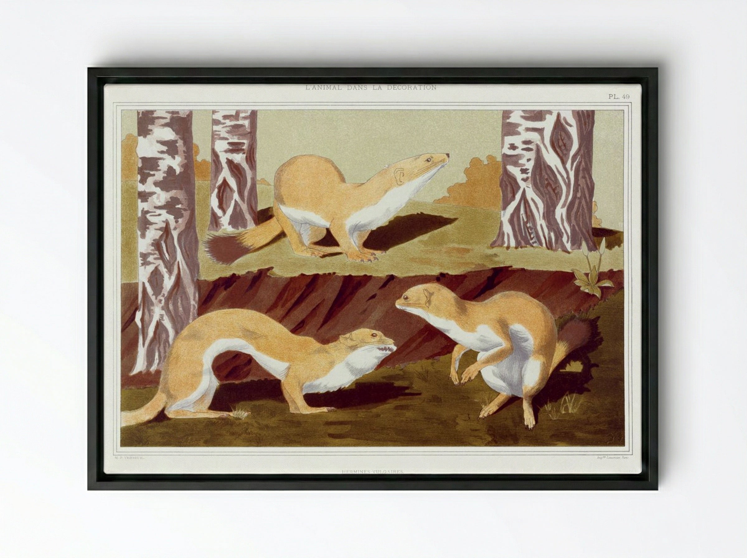 Hermines Vulgaires (Common Stoats) - Maurice Pillard Verneuil - Framed Canvas Black