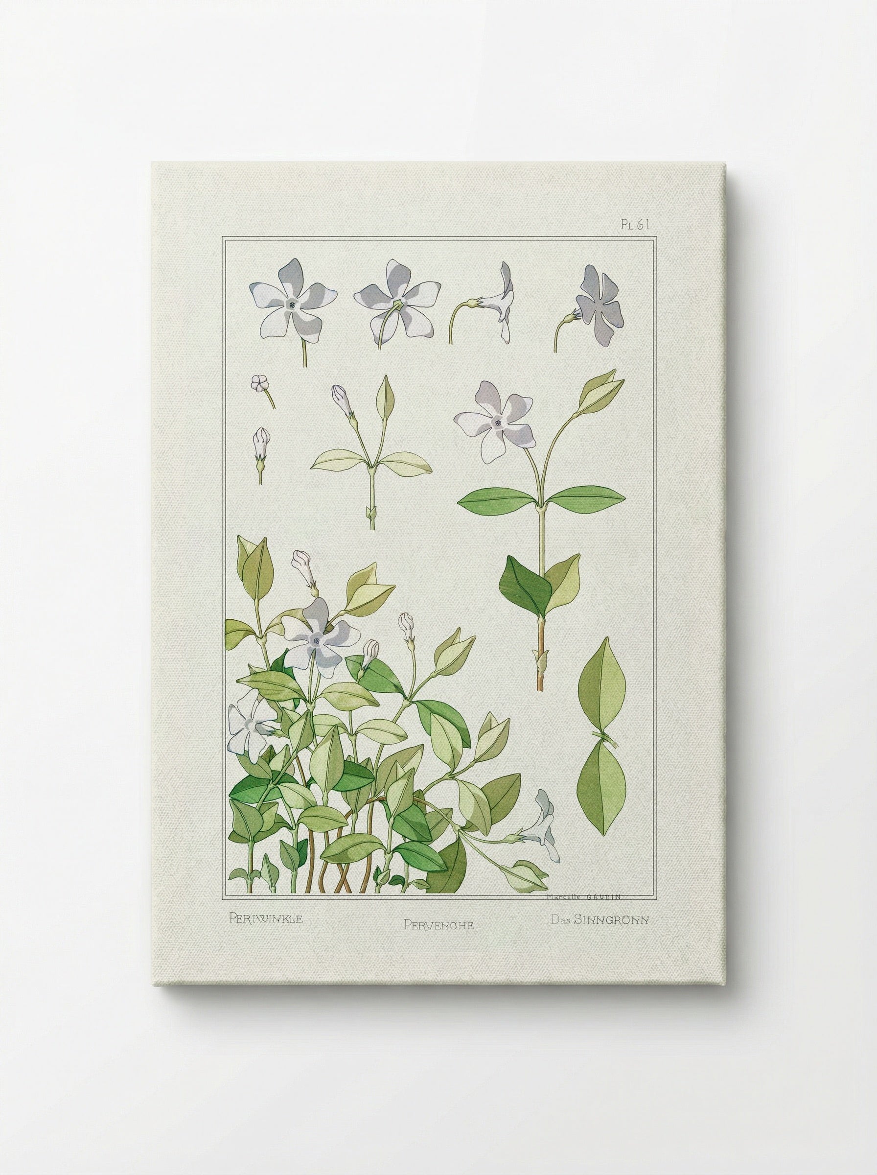 Pervenche (Periwinkle) - Maurice Pillard Verneuil - Canvas