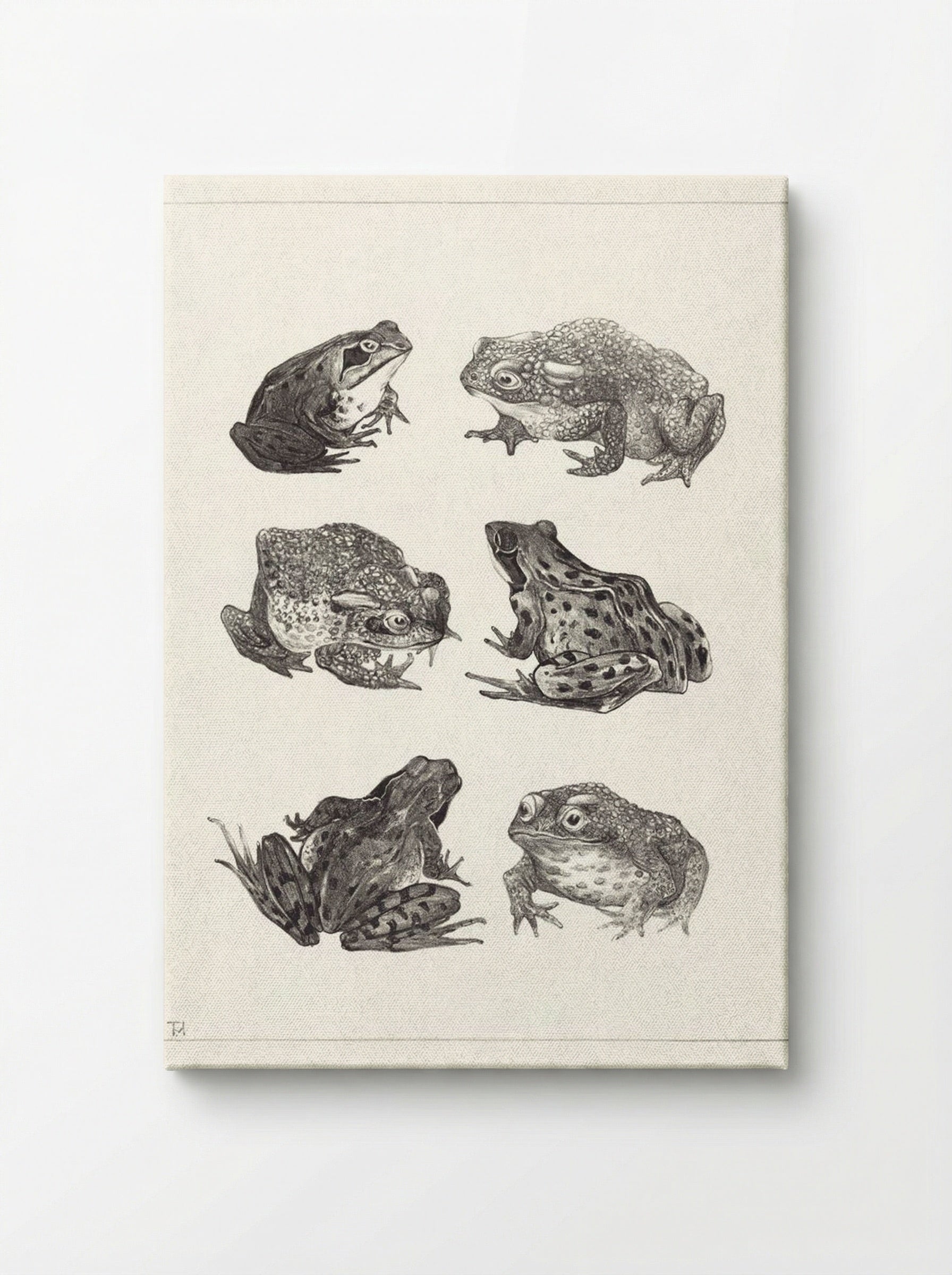 Six Frogs and Toads - Theo van Hoytema - Canvas