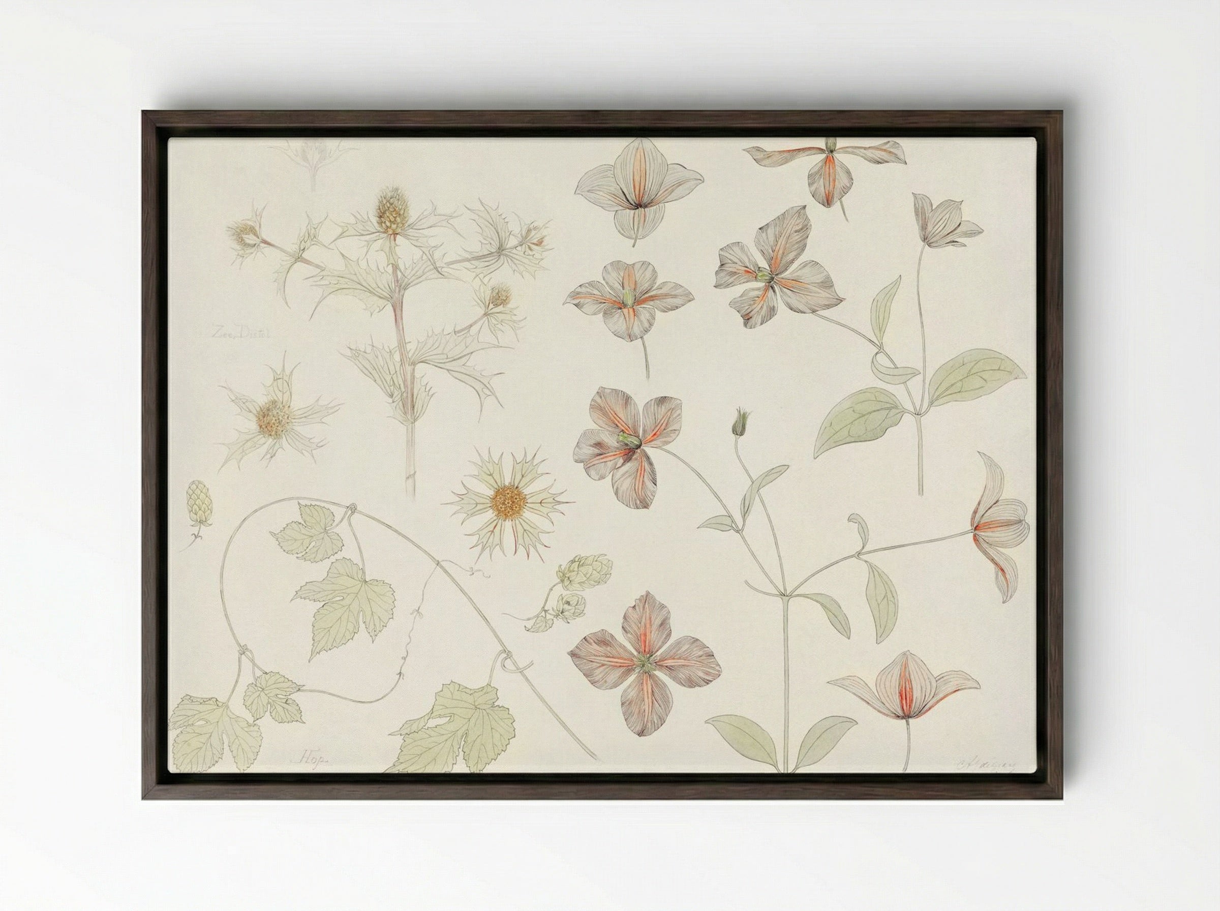 Study Sheet with Sea Thistle, Hop and Clematis - Julie de Graag - Framed Canvas Dark Wood