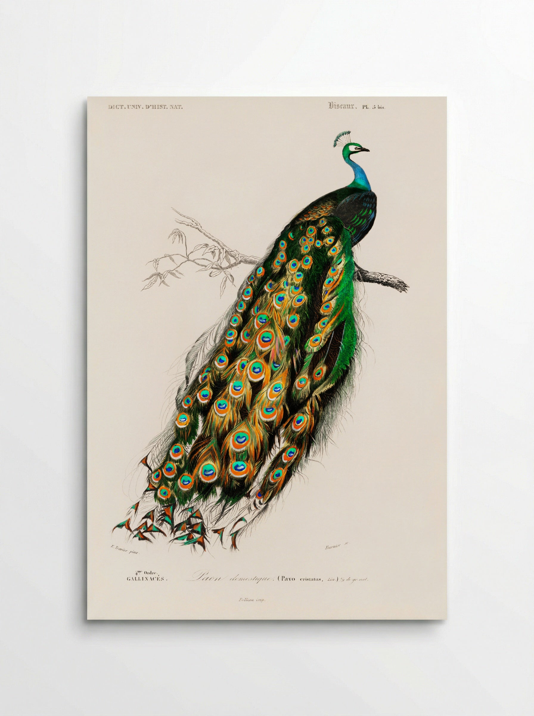 Indian Peafowl - Charles Dessalines D'Orbigny - Poster