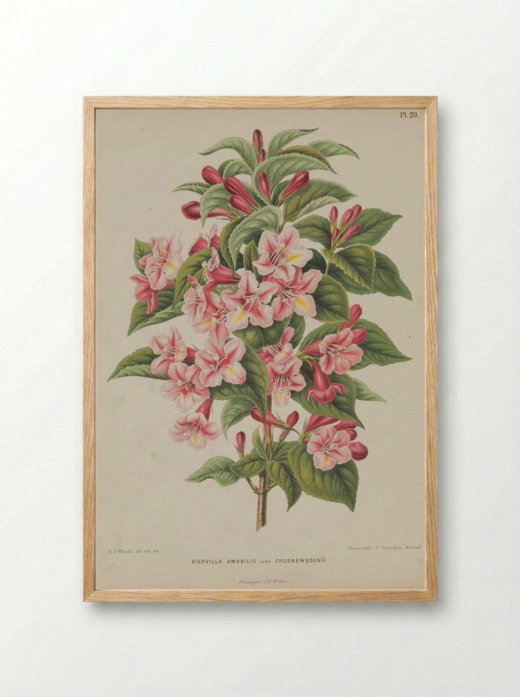 Diervilla Amabilis Carri Re - A. J. Wendel - Framed Print Wood