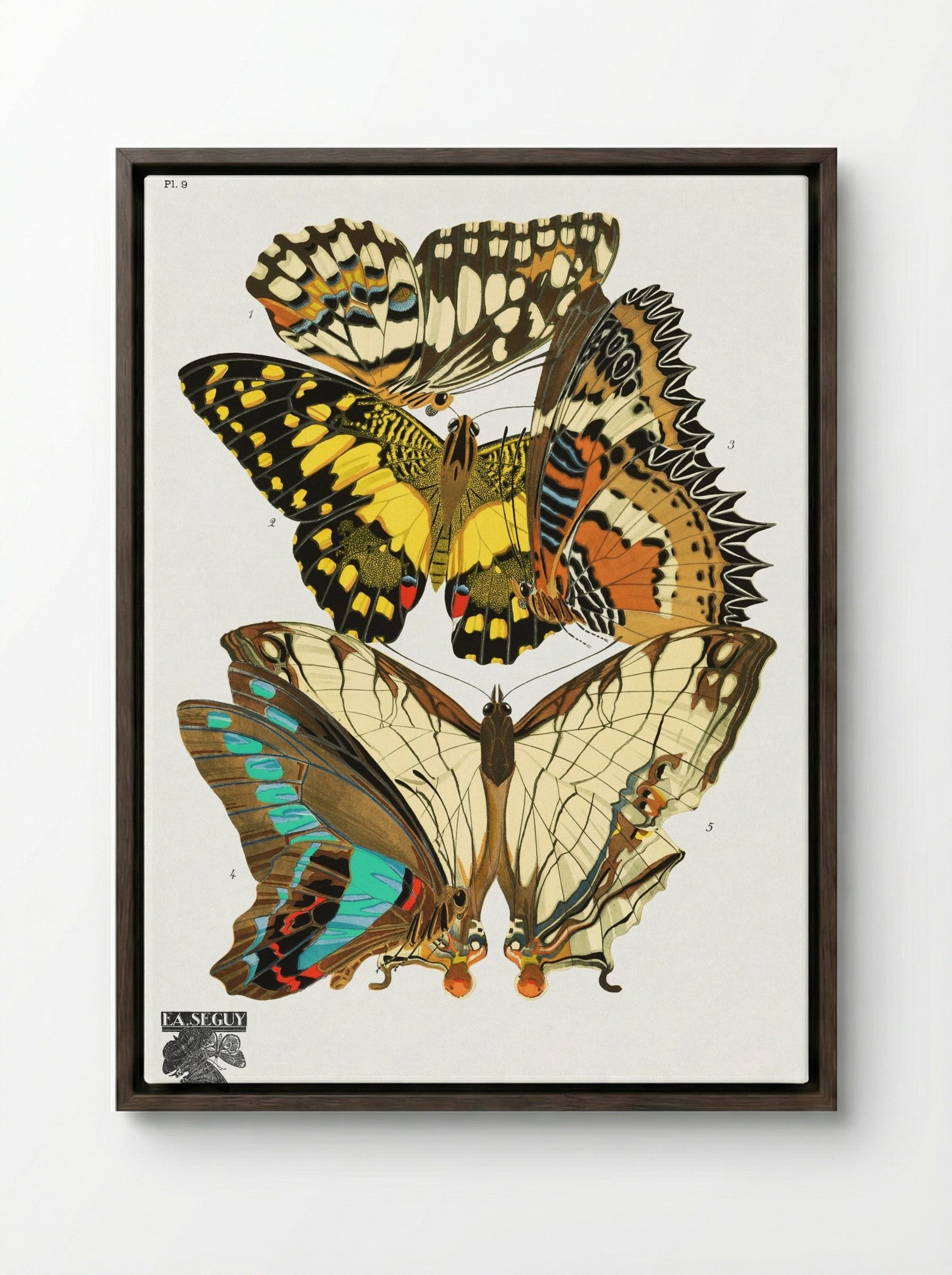 Séguy's Vintage Butterflies - Émile-Allain Séguy - Framed Canvas Dark Wood