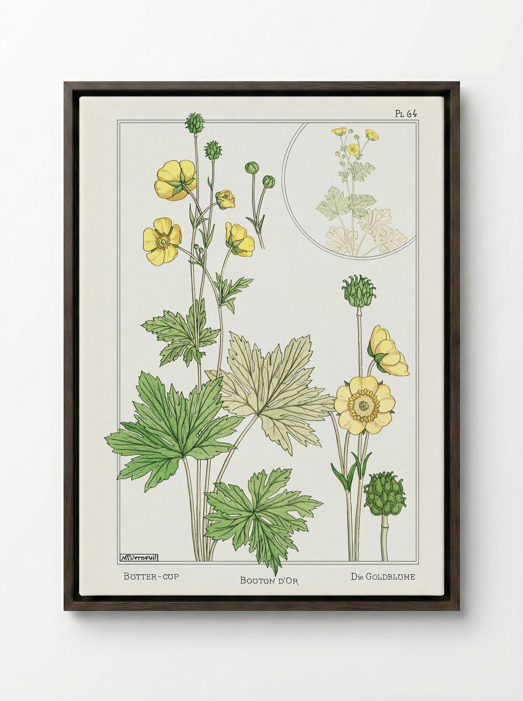 Bouton d'Or (Buttercup) - Maurice Pillard Verneuil - Framed Canvas Dark Wood