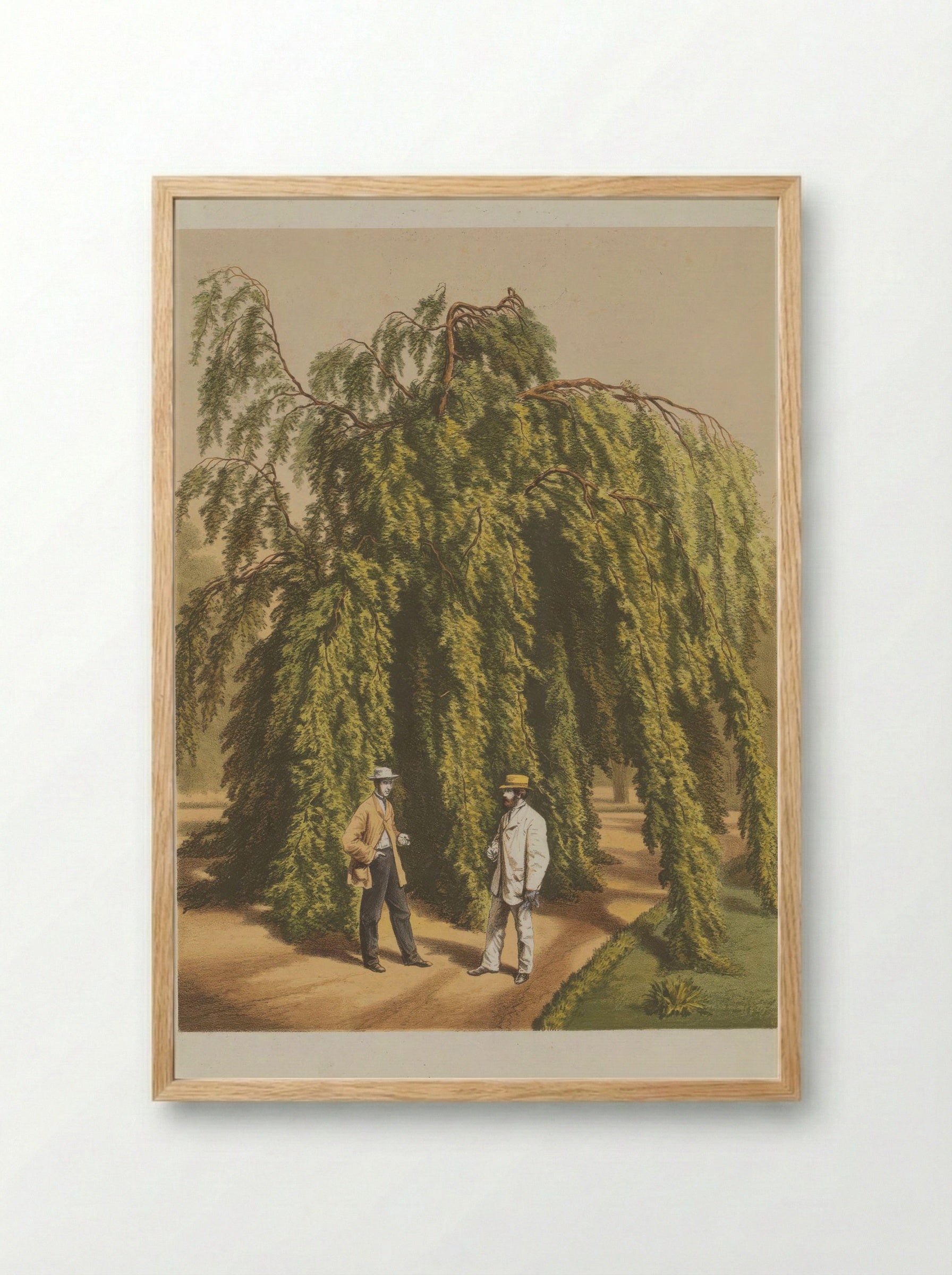 Fagus Sylvatica L - A. J. Wendel - Framed Print Wood