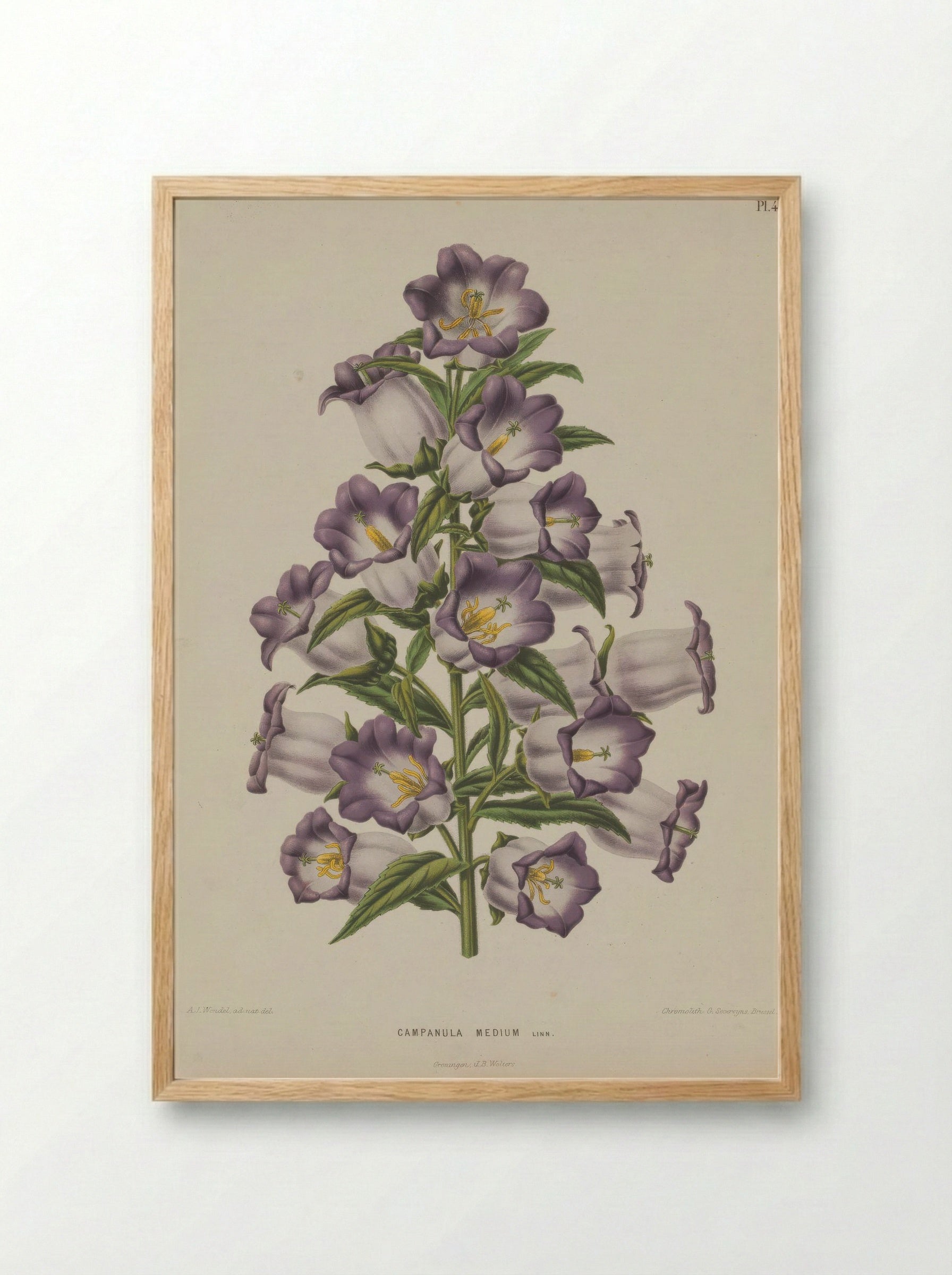 Campanula Medium L. - A. J. Wendel - Framed Print Wood