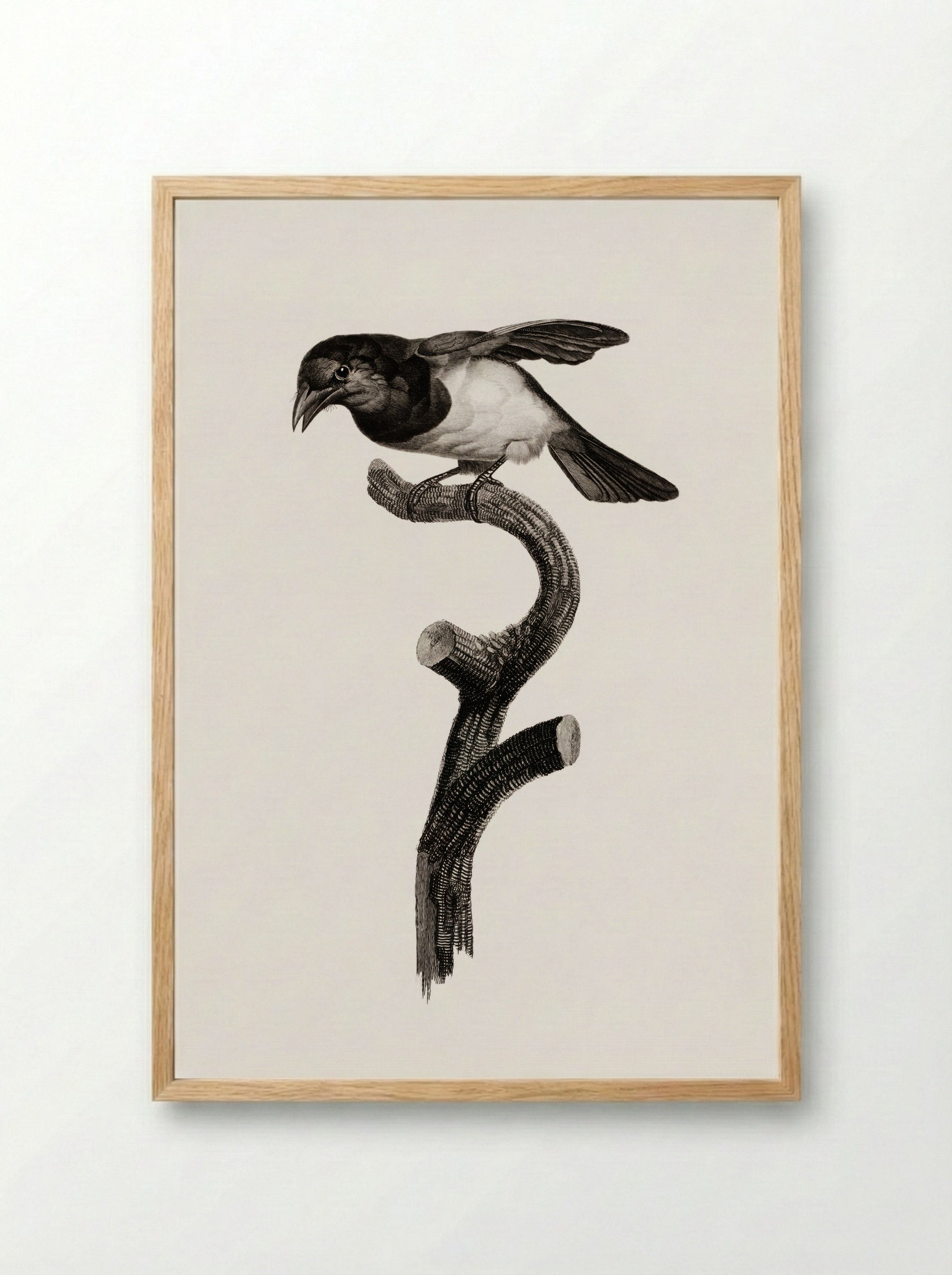 Black Barbet - Jacques Barraband - Framed Print Wood