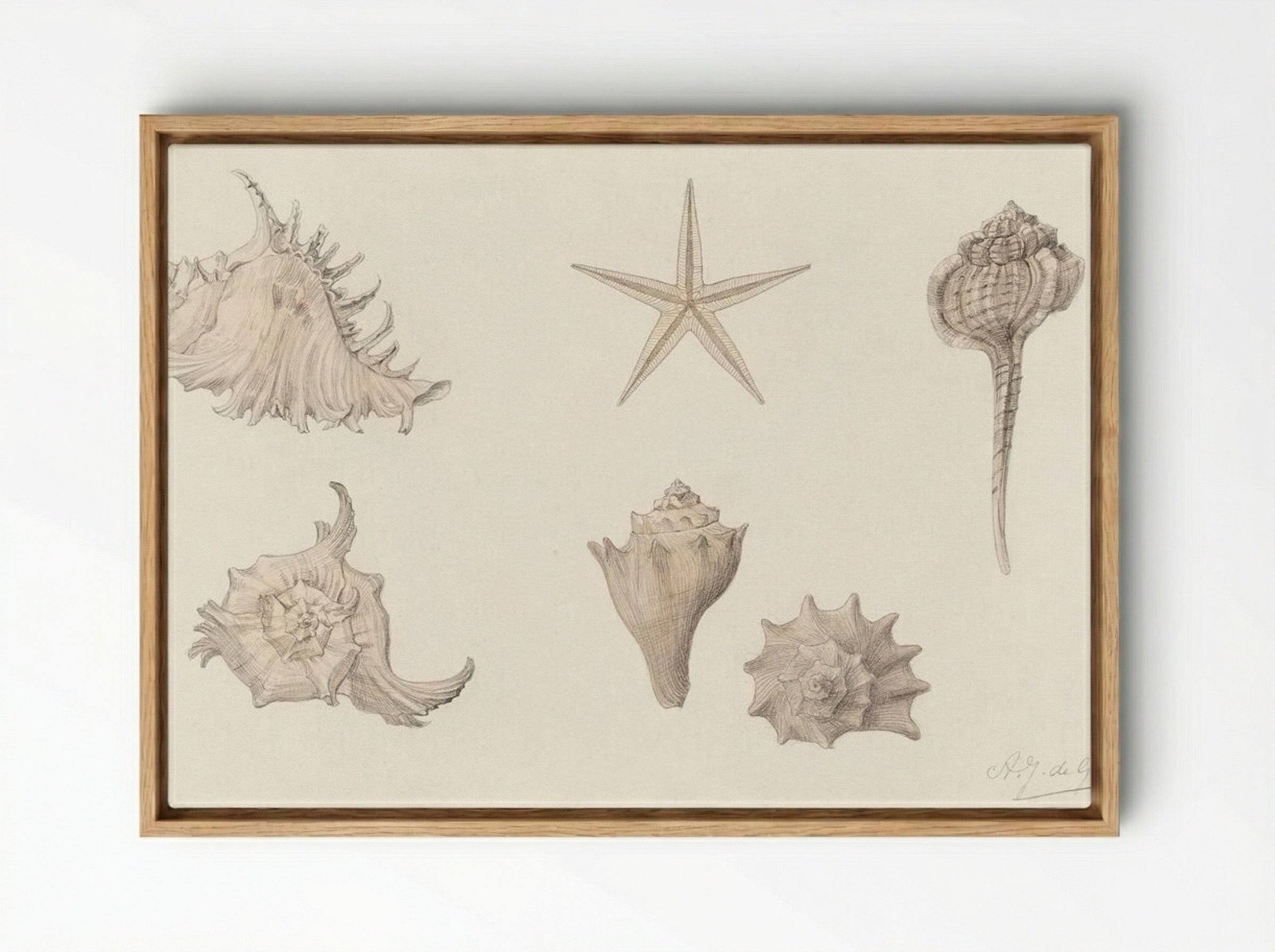 Shells - Julie de Graag - Framed Canvas Wood