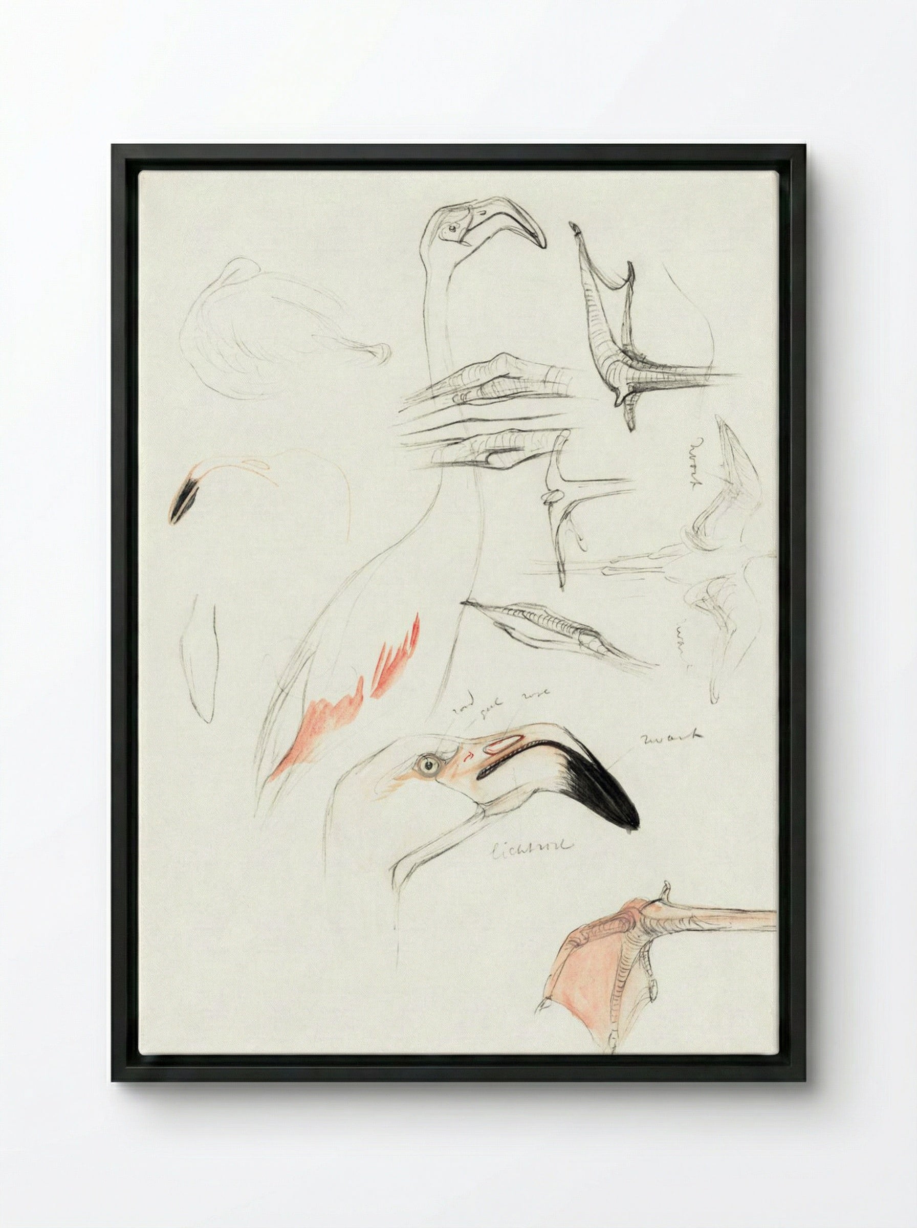 Studies of a Flamingo - Theo van Hoytema - Framed Canvas Black