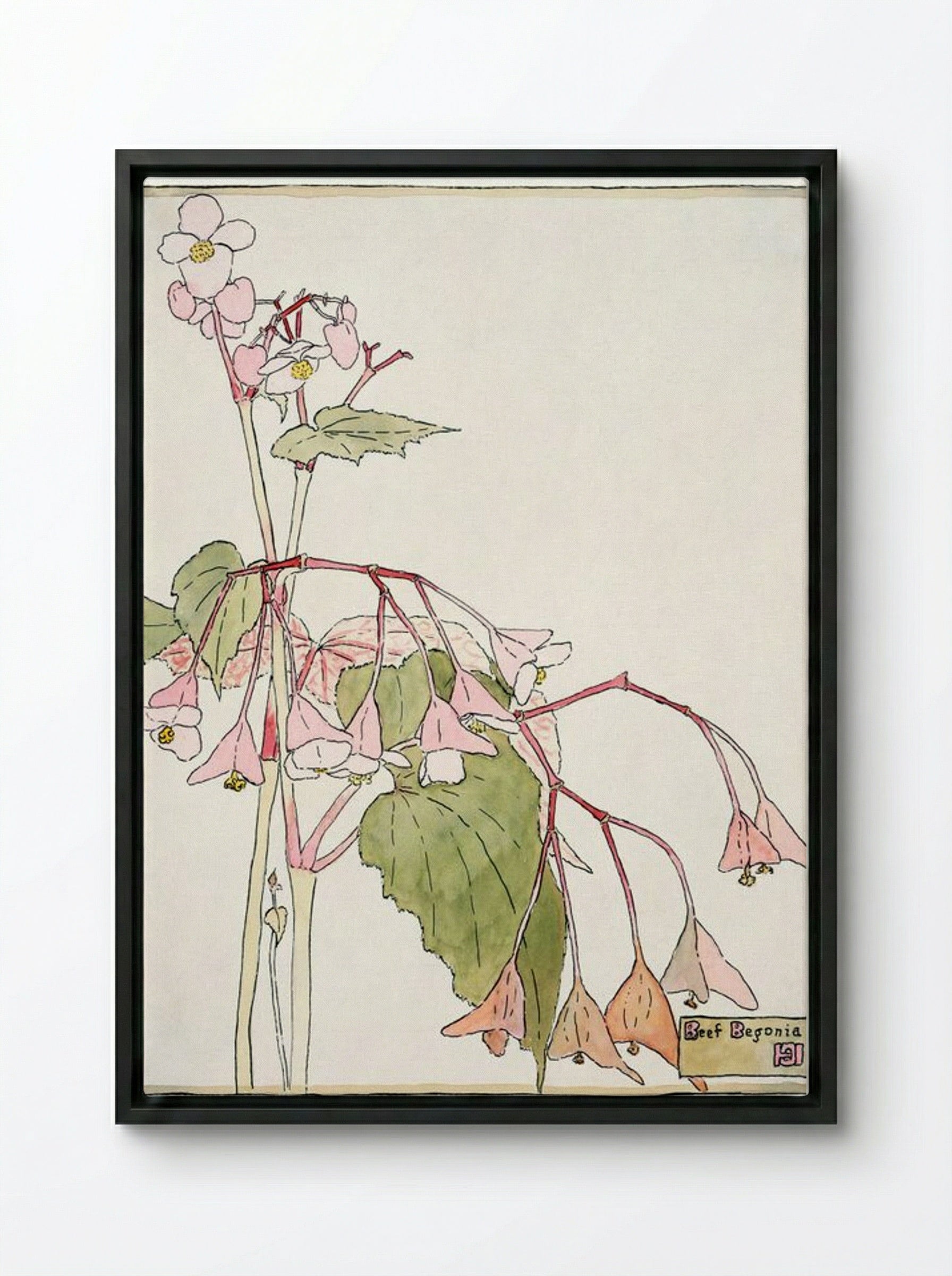 Beef Begonia - Hannah Borger Overbeck - Framed Canvas Black