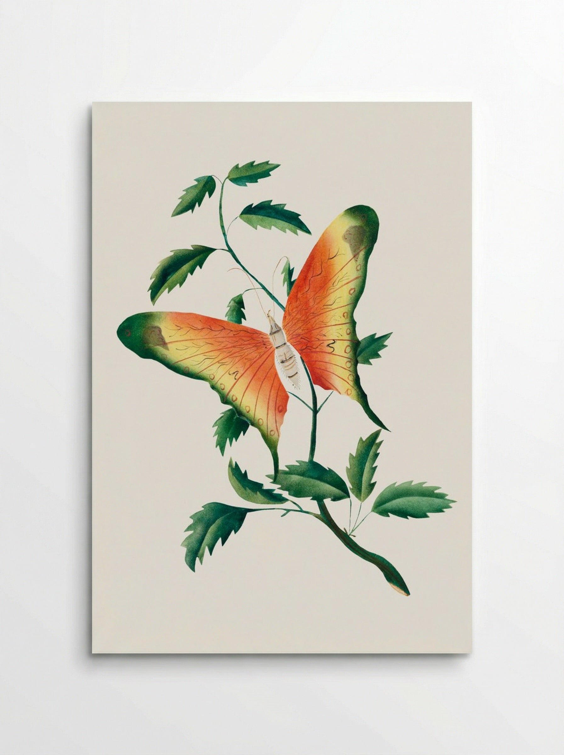 Rose Bush and Butterfly - Mary Altha Nims - Poster