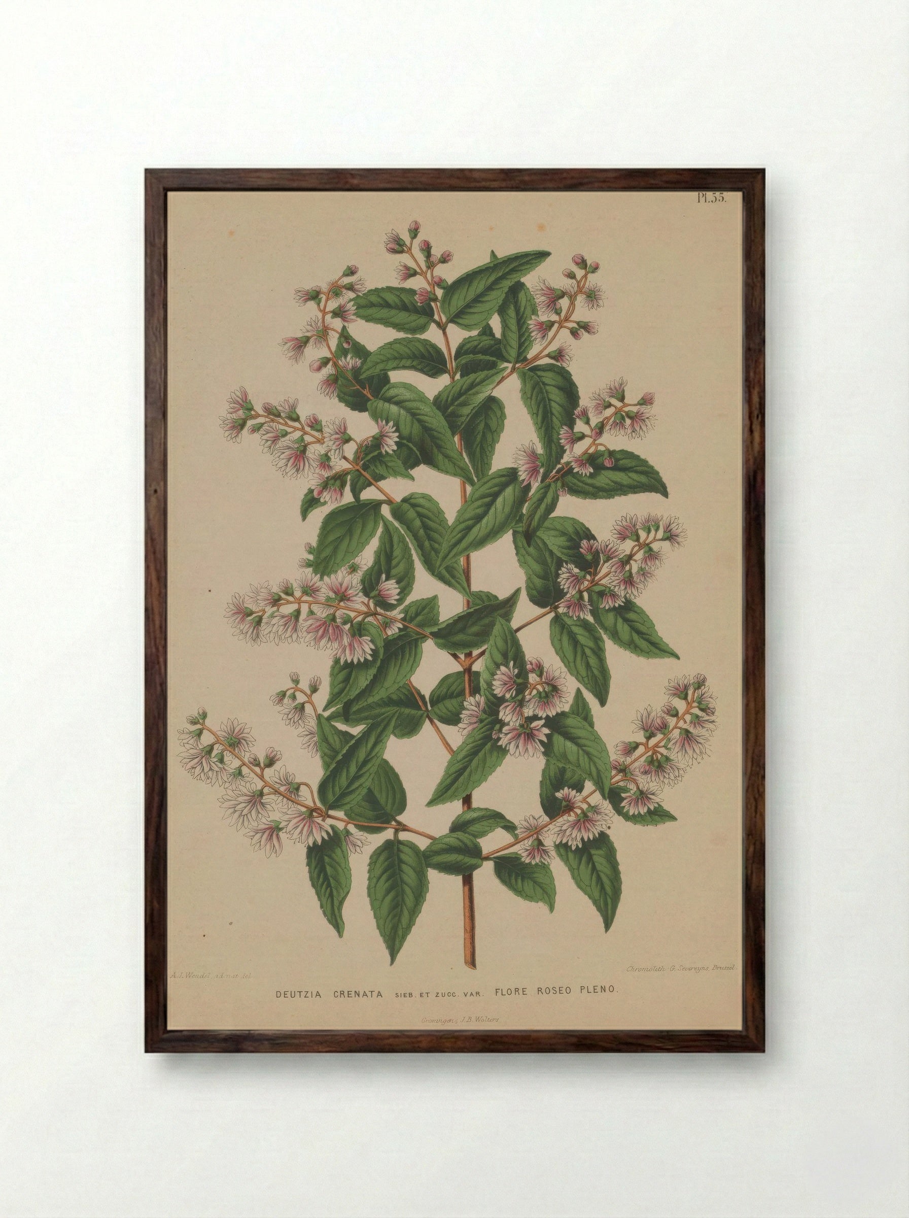 Deutzia Crenata Siebold Zucc. - A. J. Wendel - Framed Print Dark Wood
