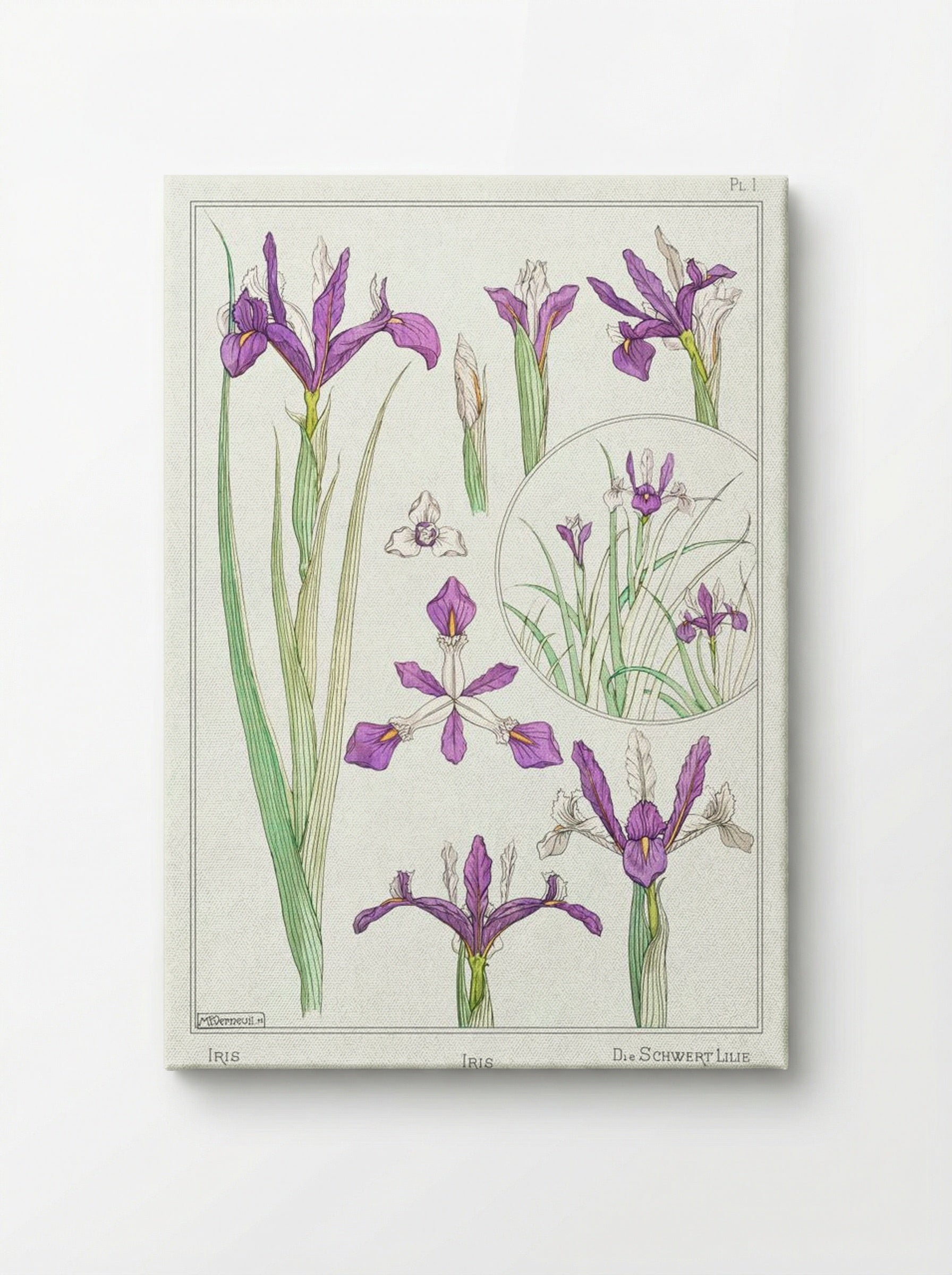 Iris, from La Plante et ses Applications ornementales - Maurice Pillard Verneuil - Canvas