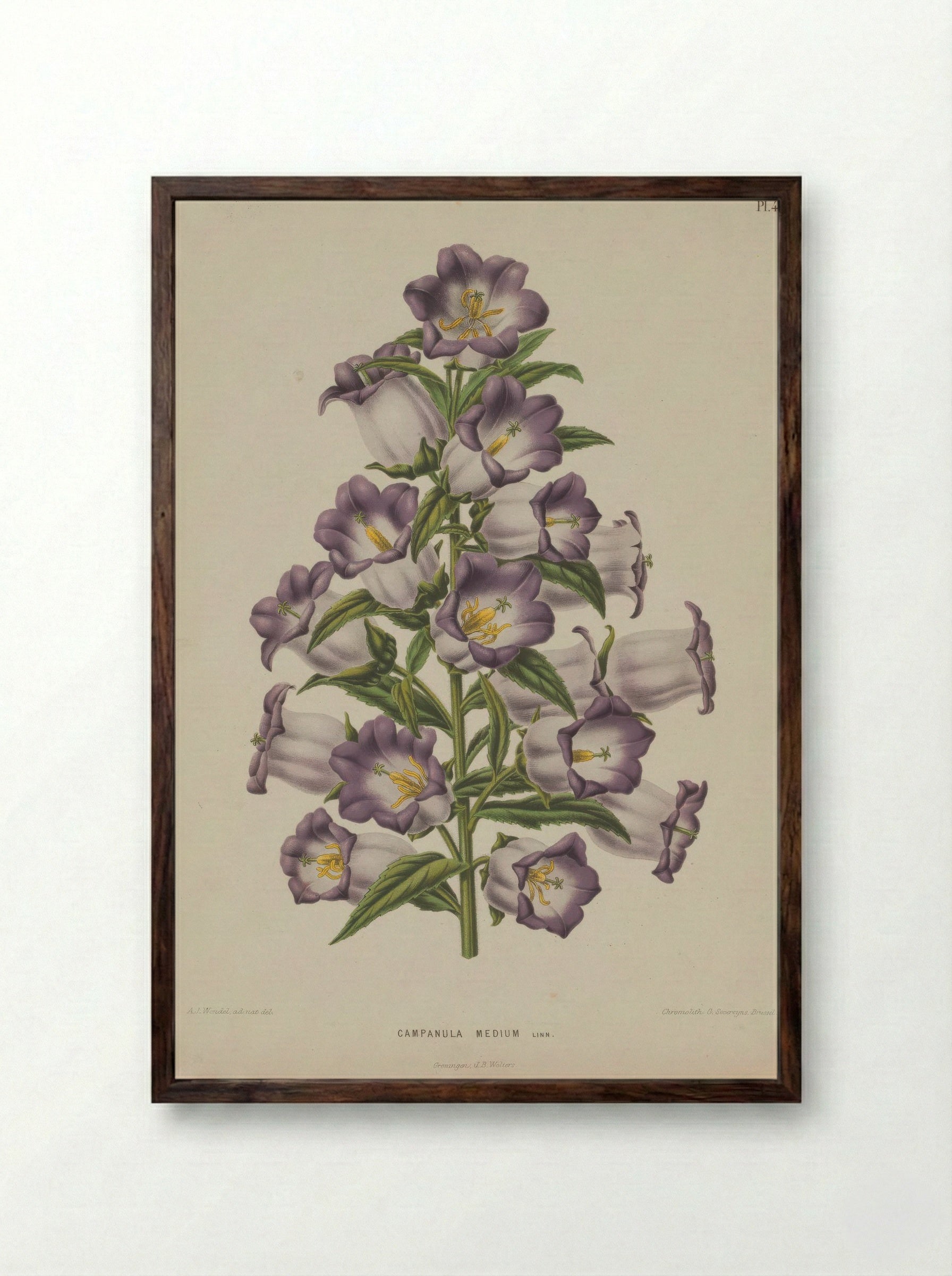 Campanula Medium L. - A. J. Wendel - Framed Print Dark Wood