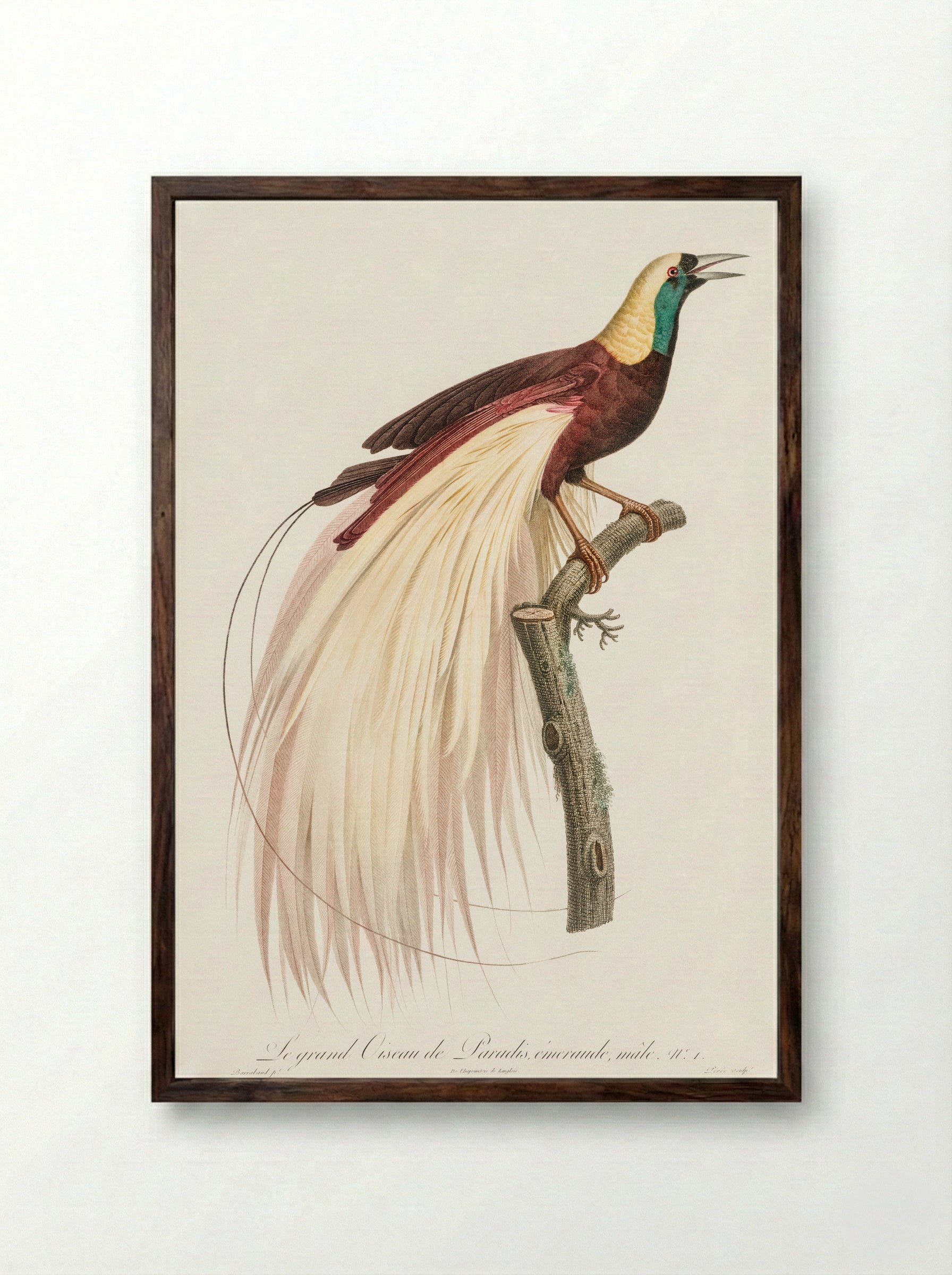 Emperor Bird-of-Paradise, Male - Jacques Barraband - Framed Print Dark Wood