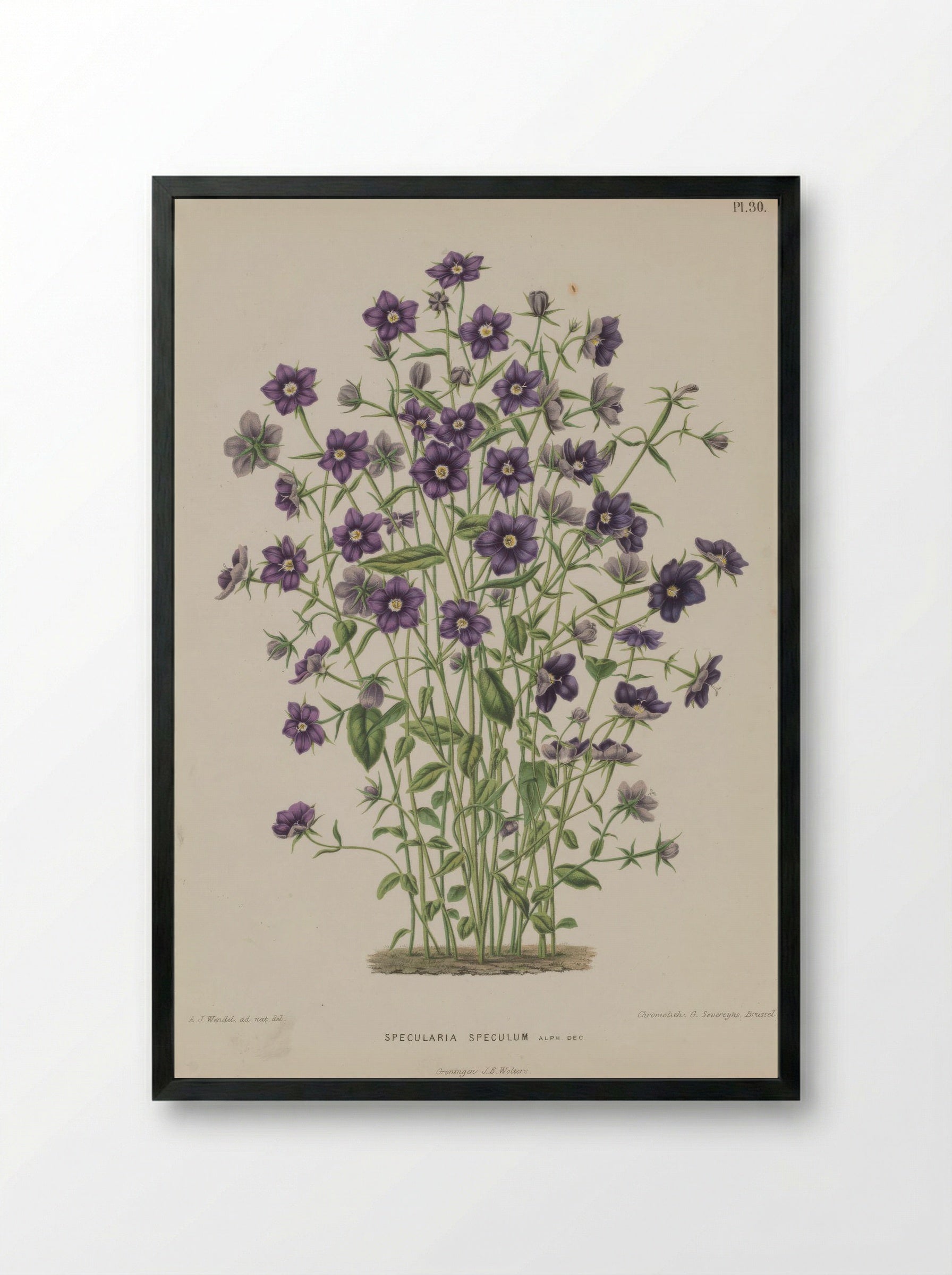Campanula Speculum Veneris L. - A. J. Wendel - Framed Print Black