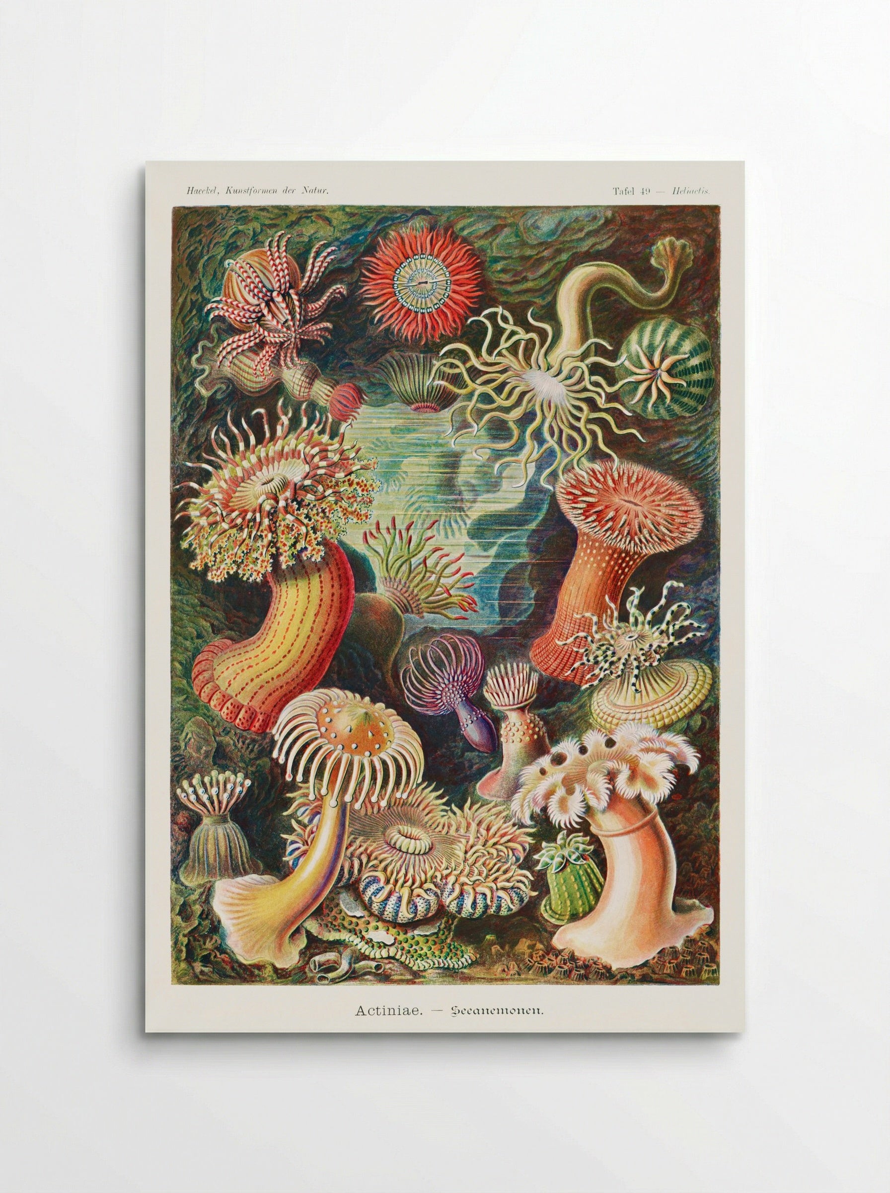Actiniae-Seeanemonen (1904) - Ernst Haeckel - Poster