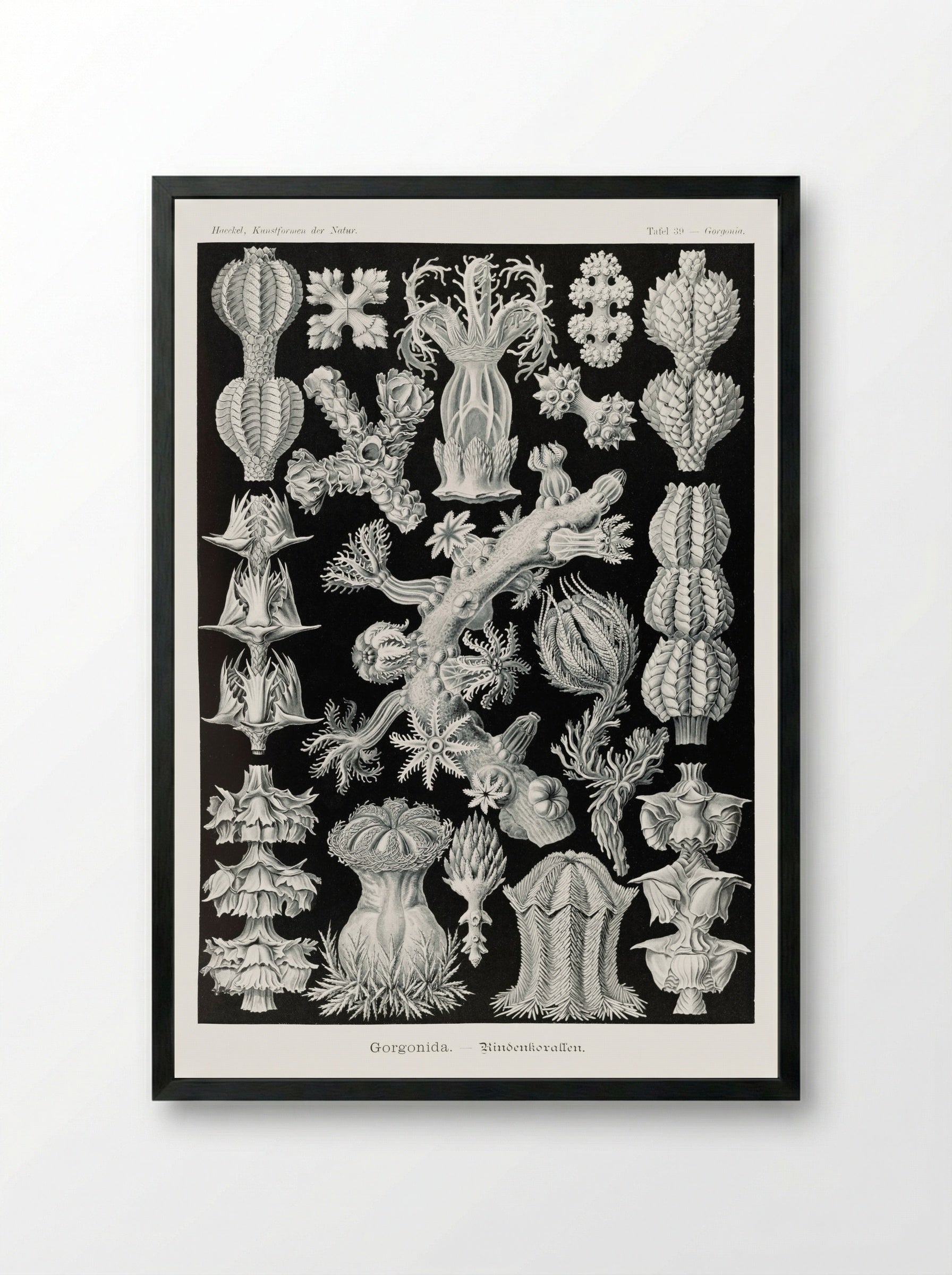 Gorgonida-Rindenkorallen (1904) - Ernst Haeckel - Framed Print Black