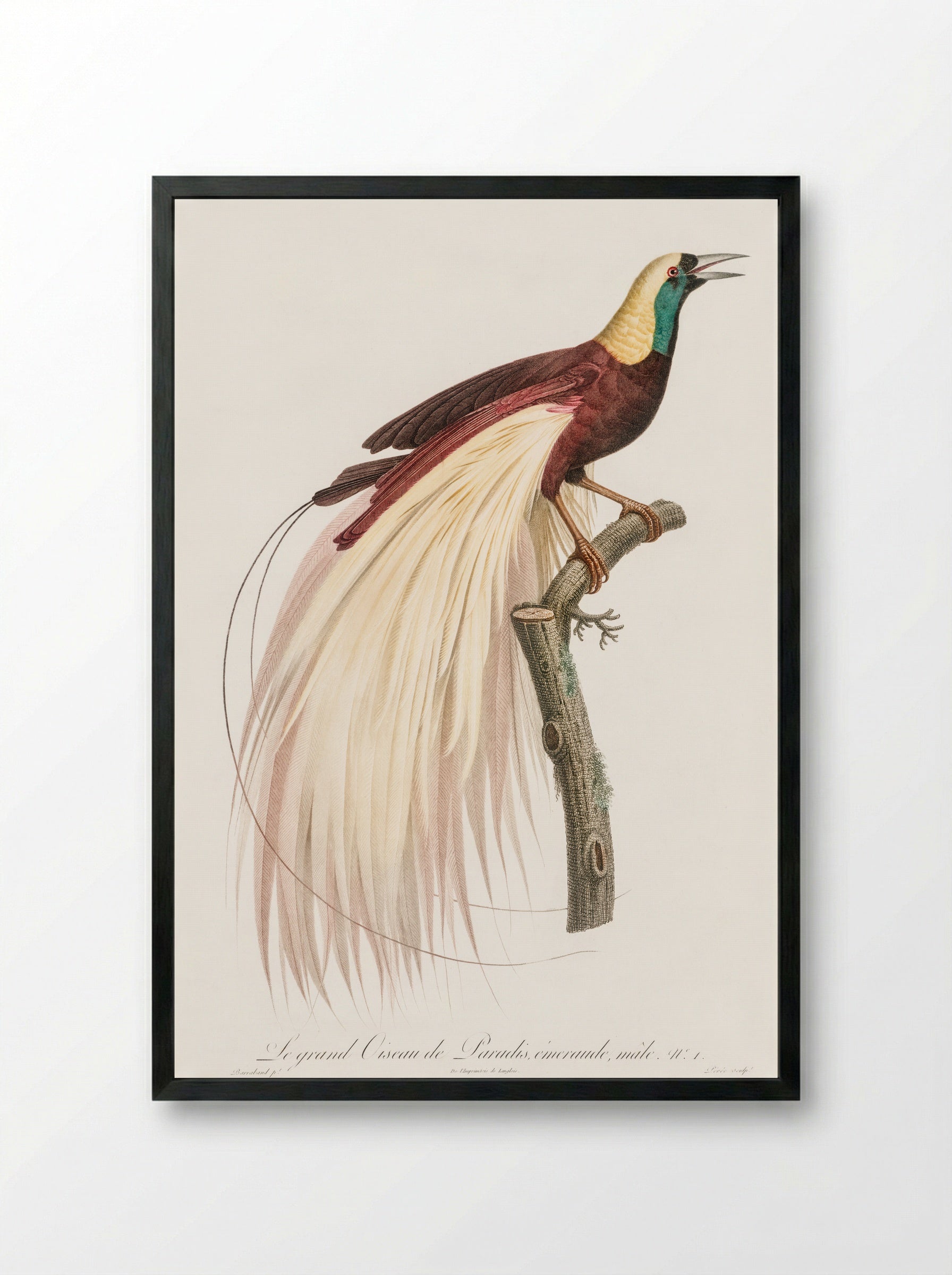 Emperor Bird-of-Paradise, Male - Jacques Barraband - Framed Print Black
