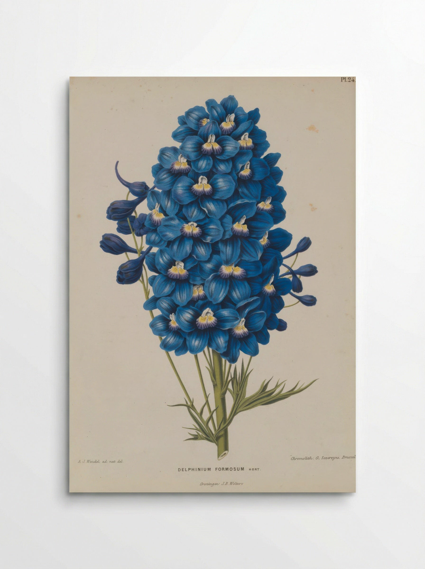 Delphinium Formosum Boiss A Huet - A. J. Wendel - Poster