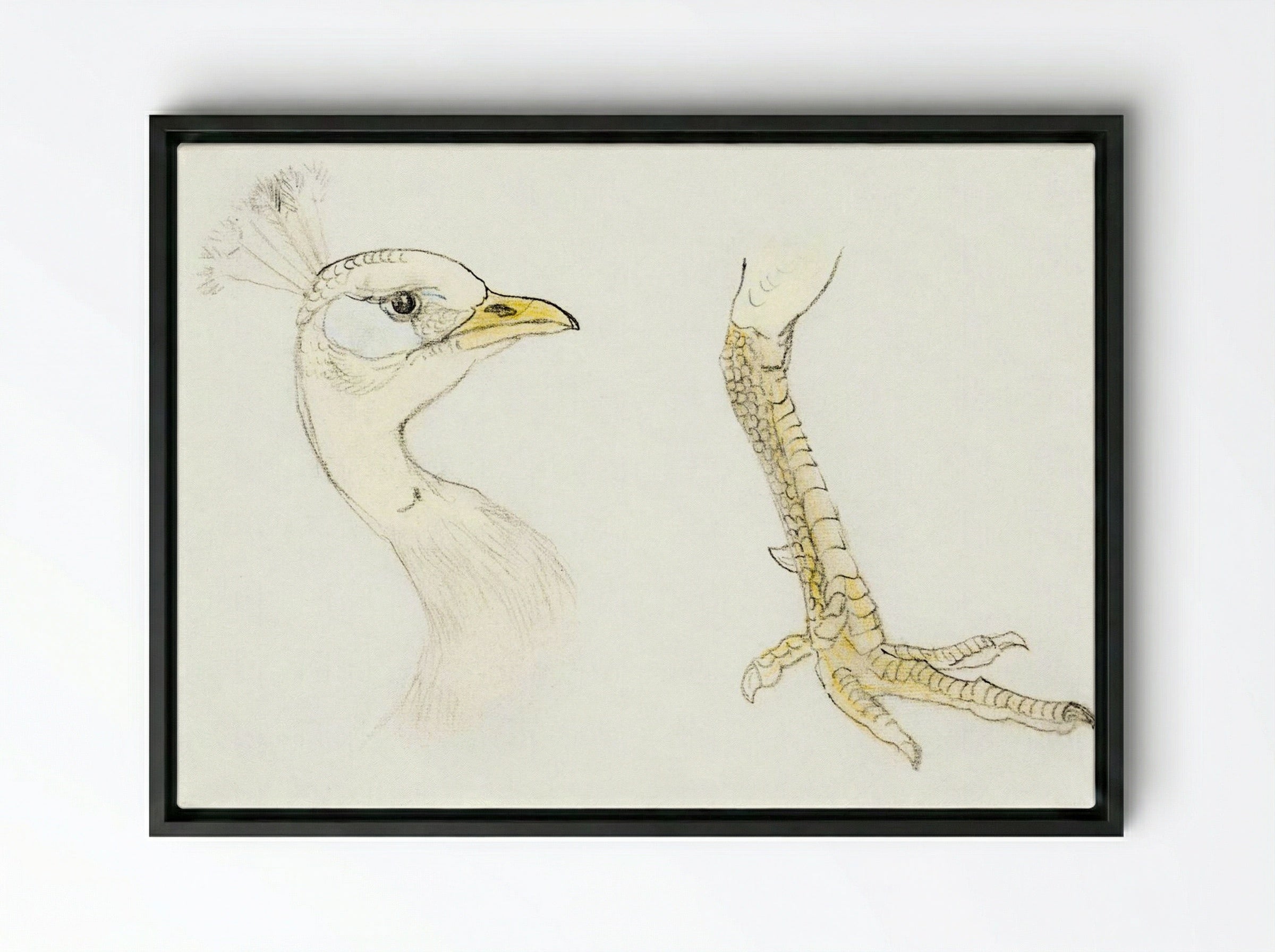 Head and Foot of a Peacock - Theo van Hoytema - Framed Canvas Black