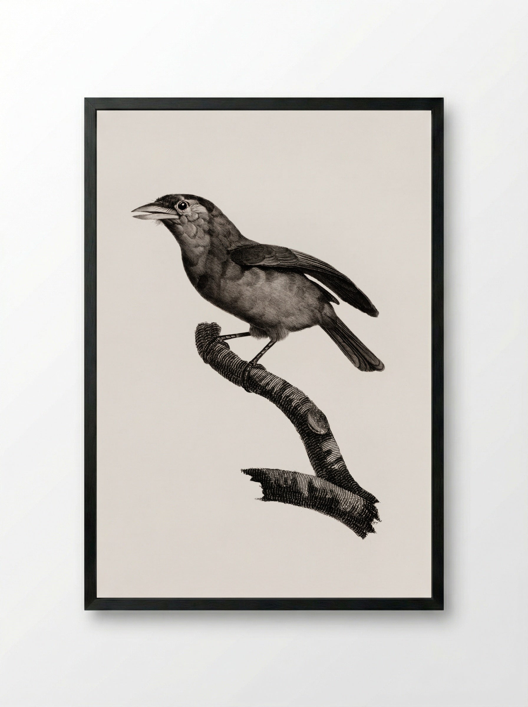 Blue-throated Barbet - Jacques Barraband - Framed Print Black