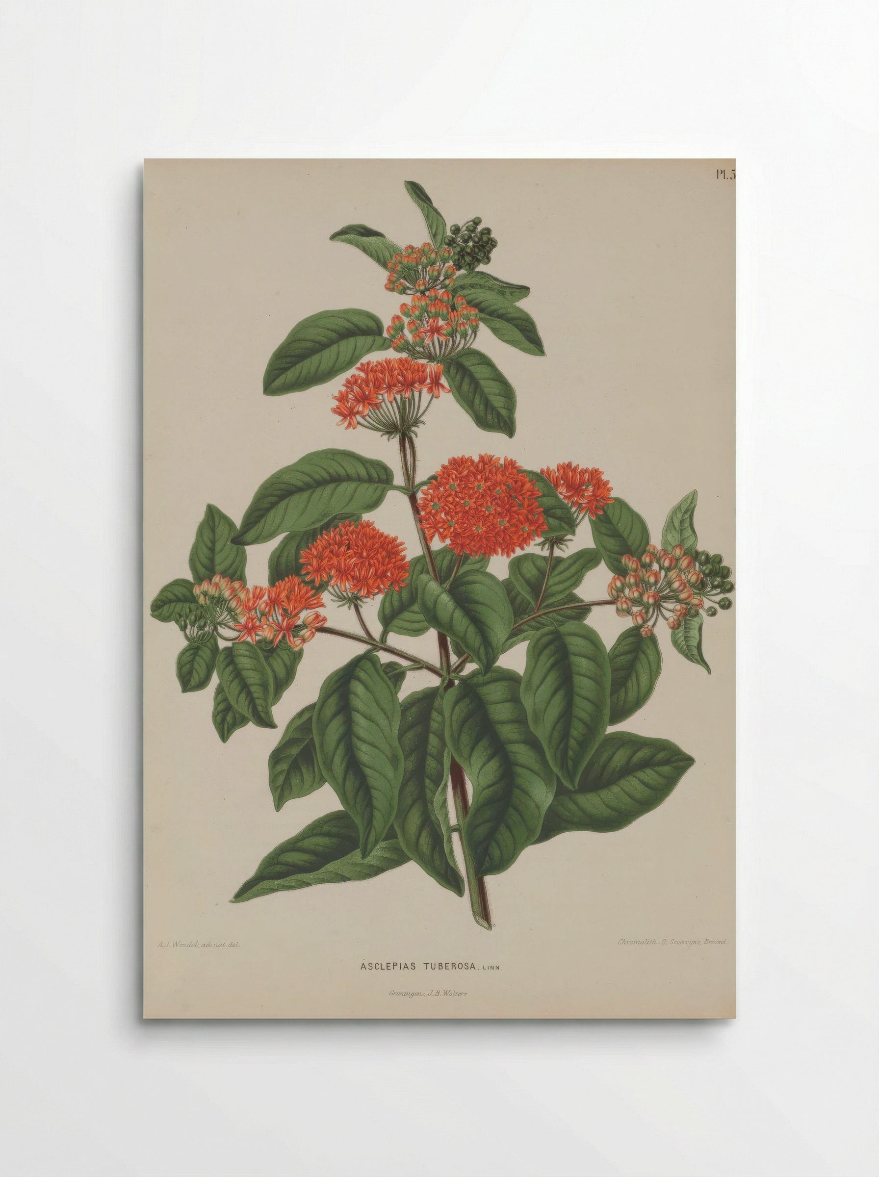 Asclepias Tuberosa L. - A. J. Wendel - Poster