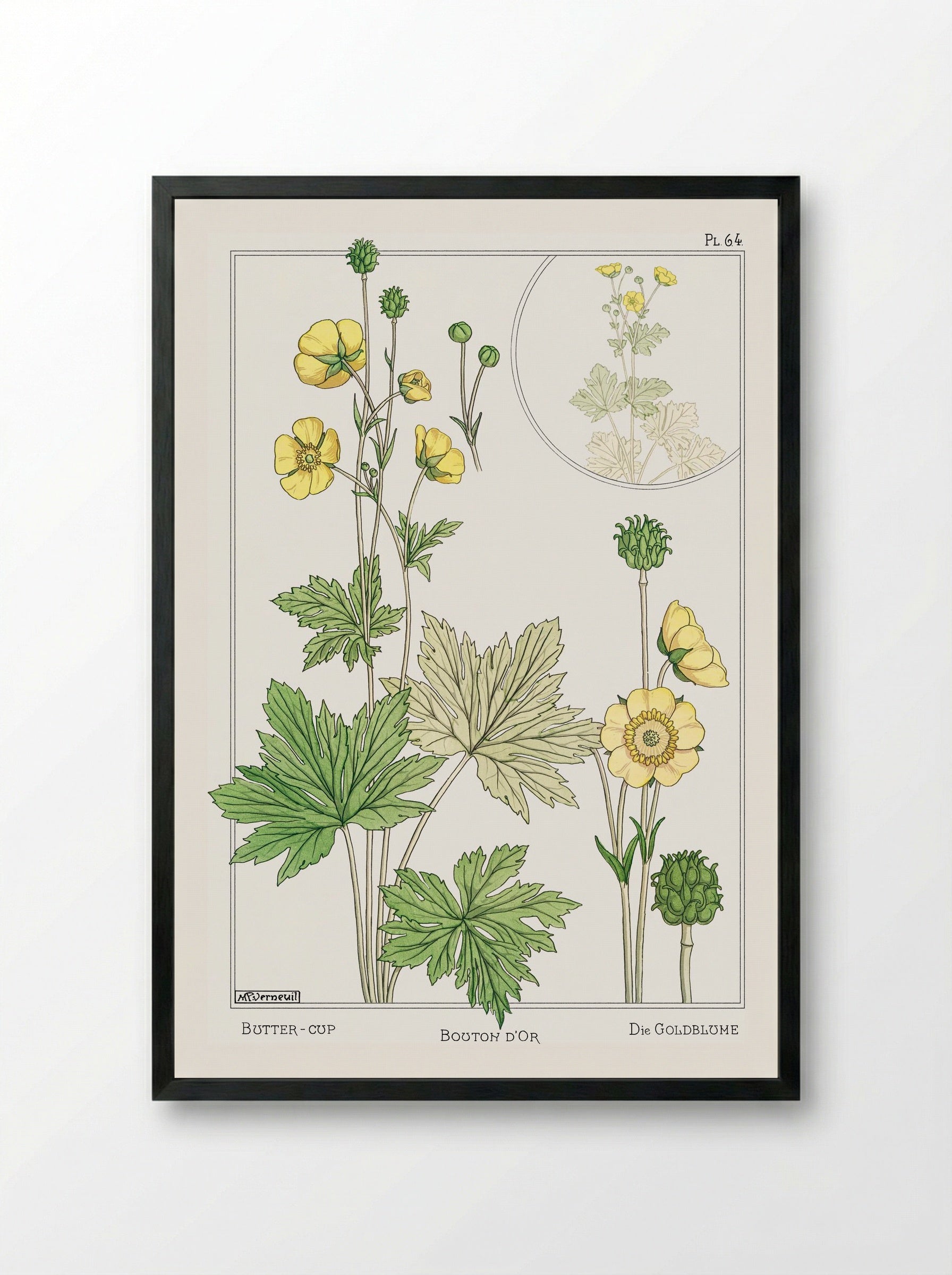 Bouton d'Or (Buttercup) - Maurice Pillard Verneuil - Framed Print Black