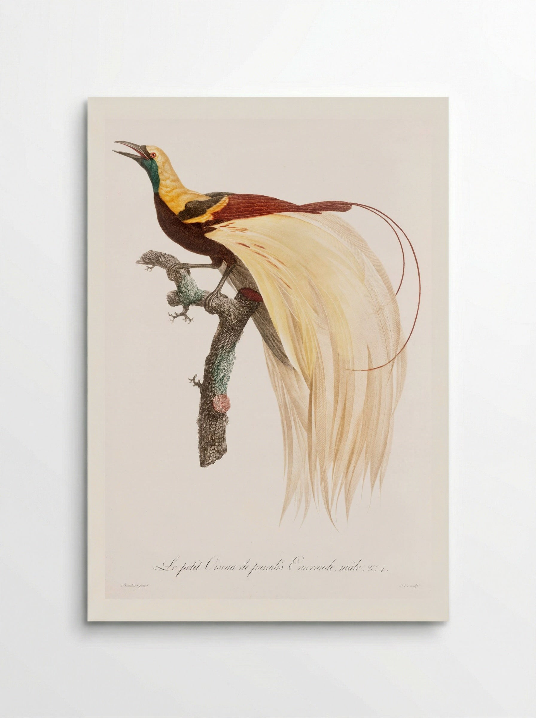 Young Emperor Bird-of-Paradise, Male - Jacques Barraband - Poster
