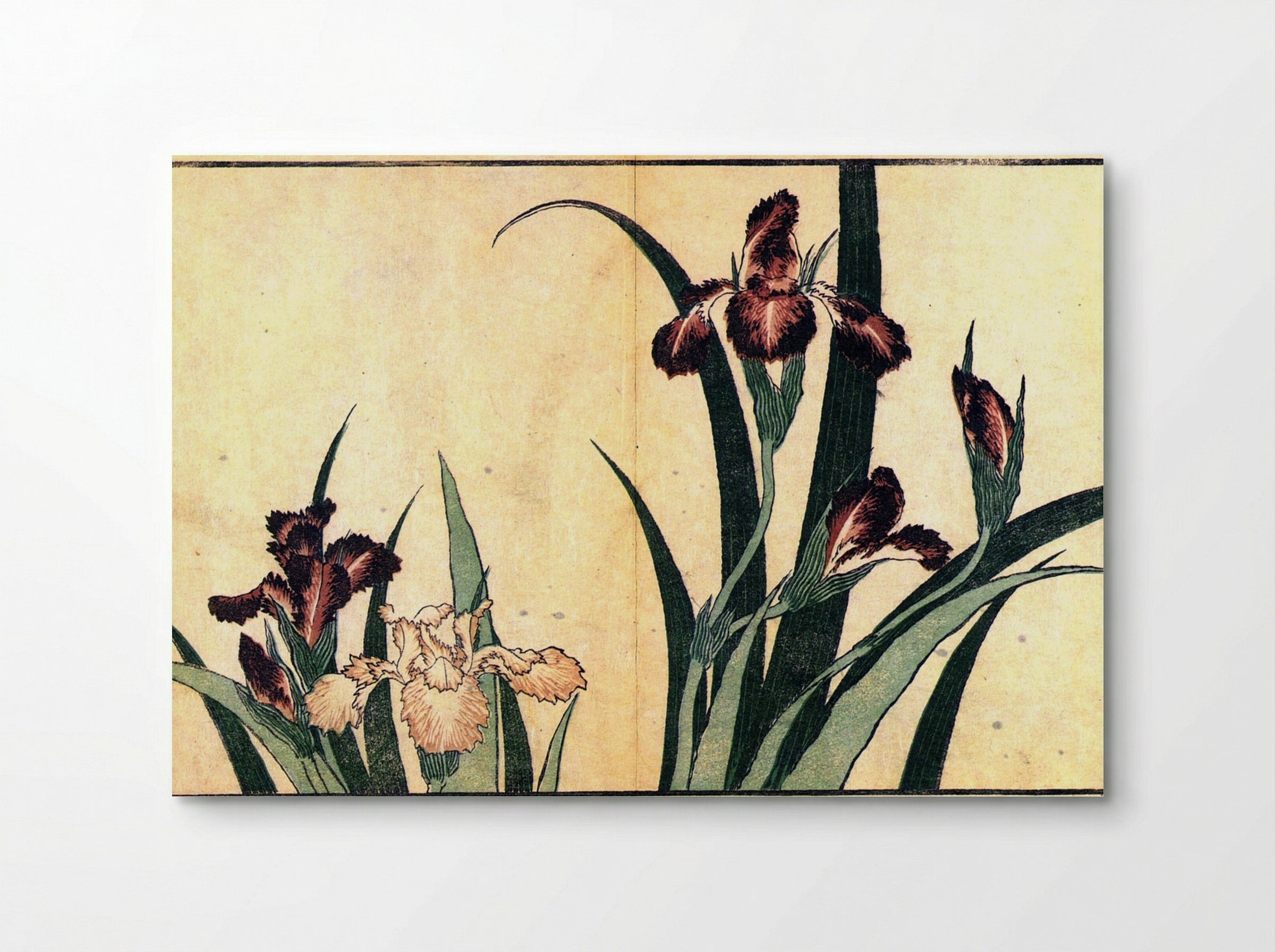 Irises - Fine Art Print - Poster