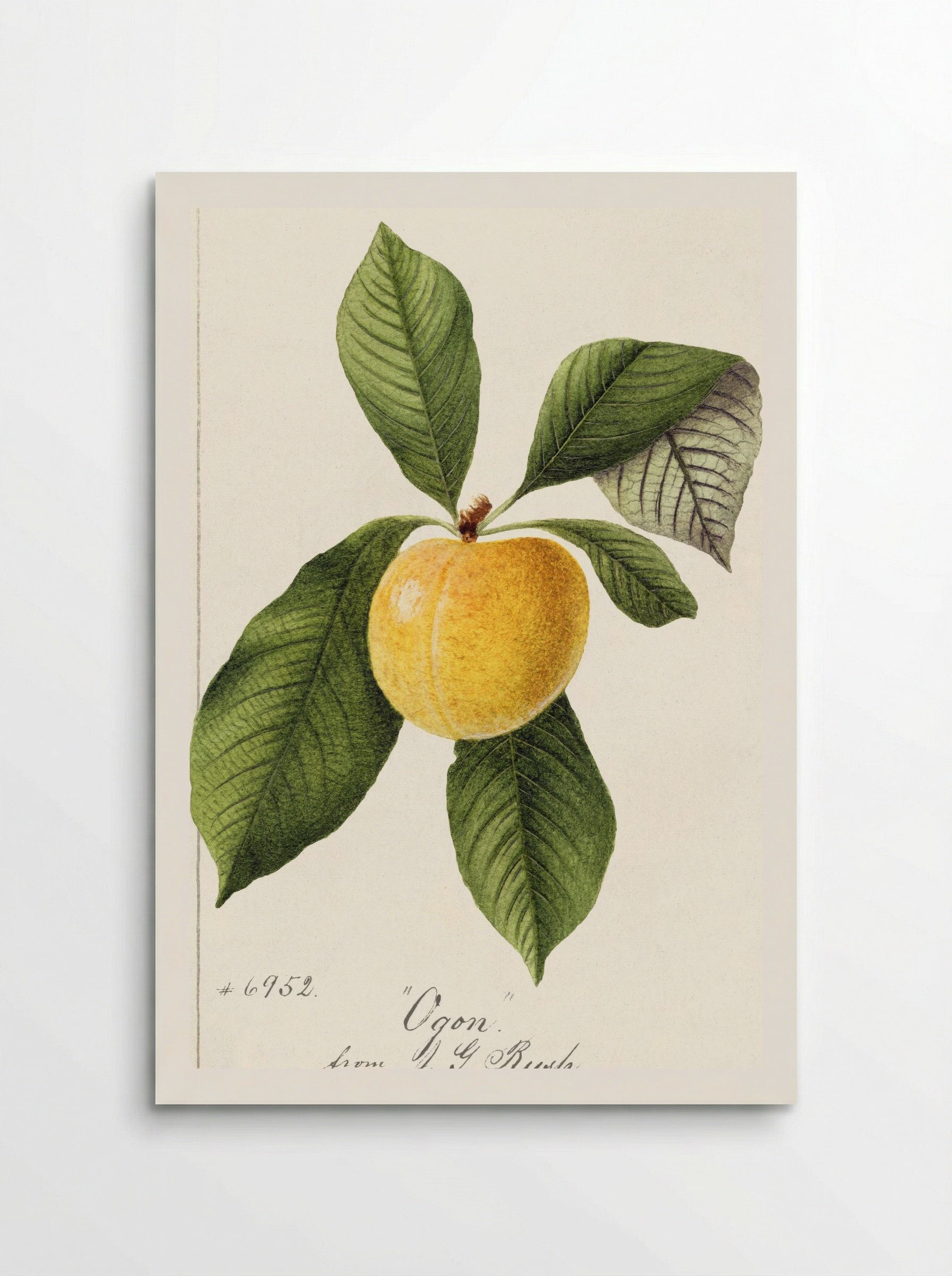 Prunus Domestica (1894) - William Henry Prestele - Poster
