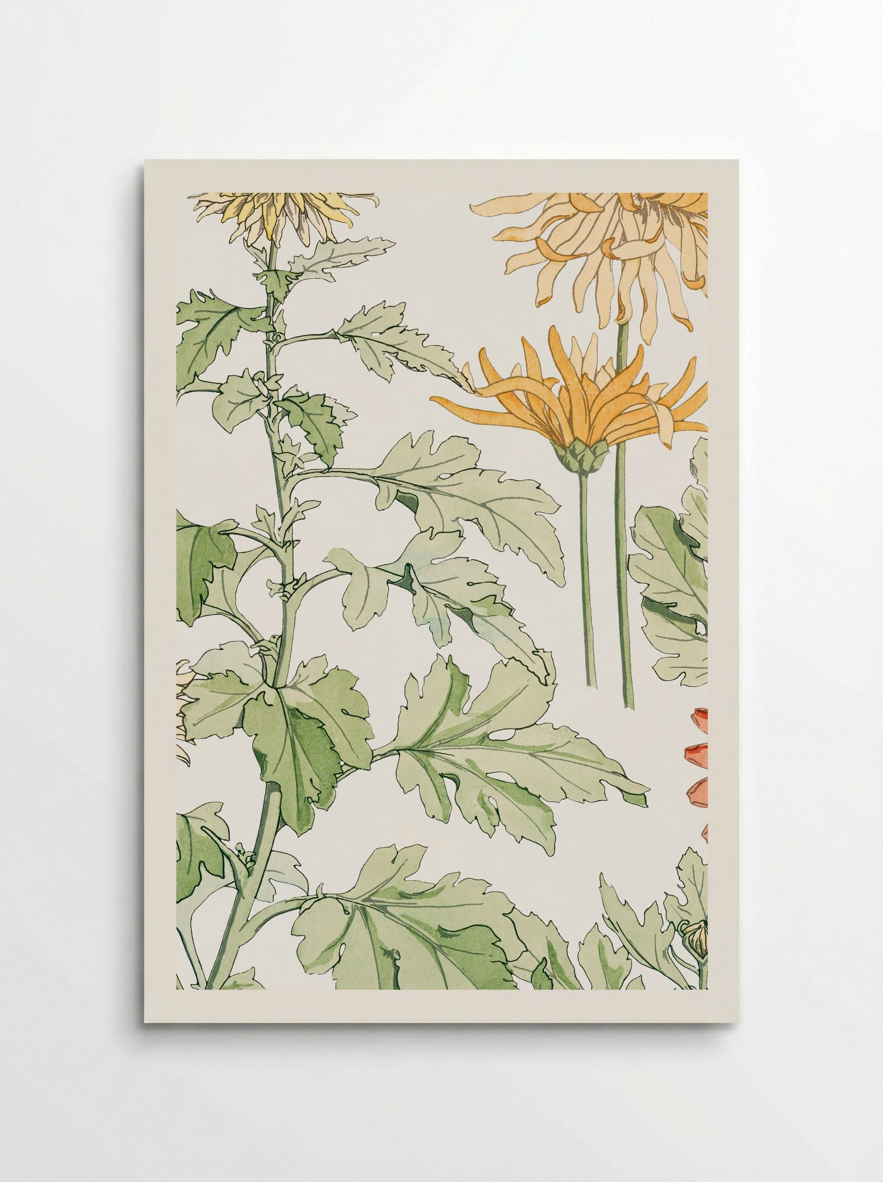 Chrysanthème (Chrysanthemum) - Maurice Pillard Verneuil - Poster