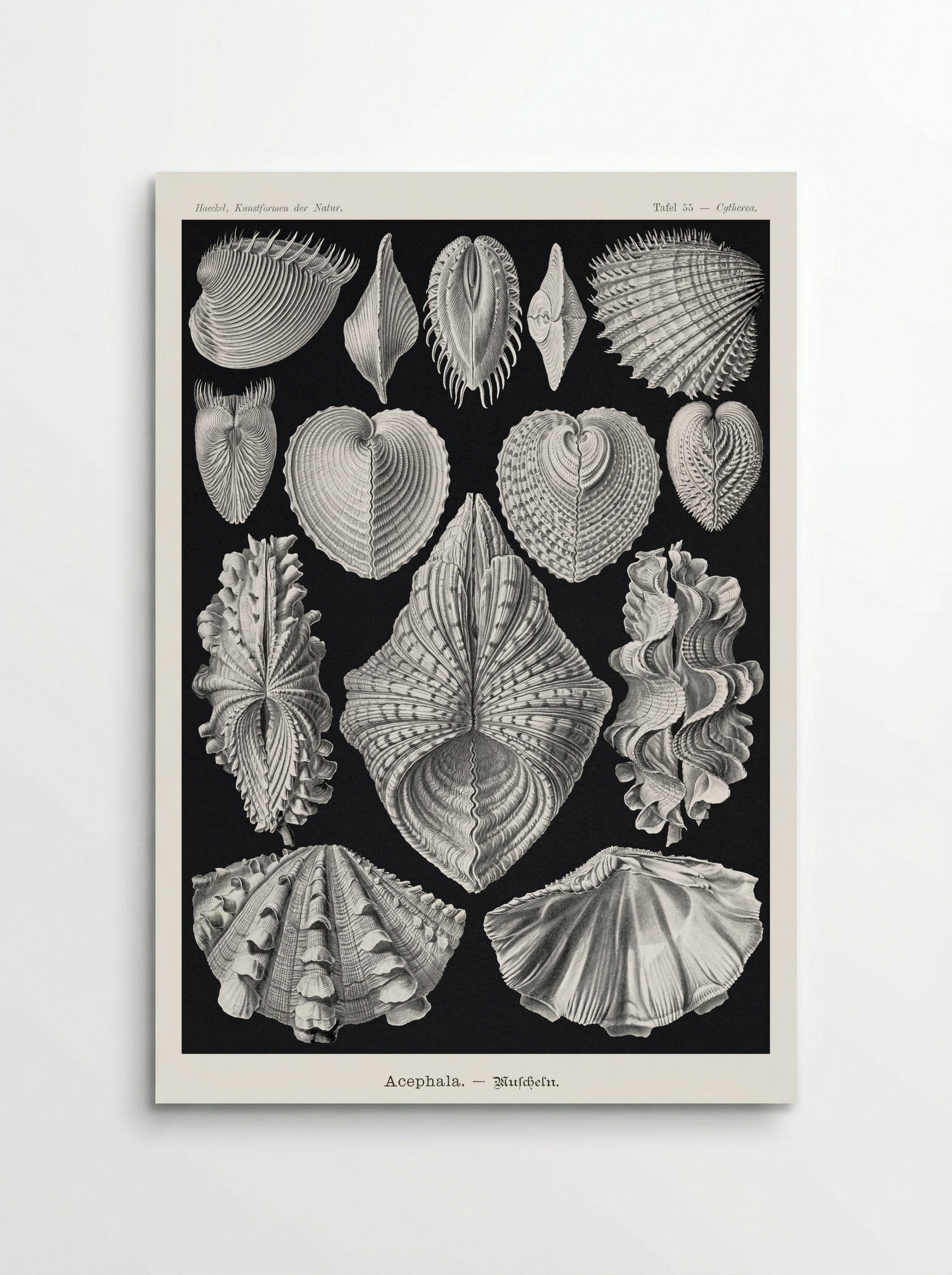 Acephala-Muscheln (1904) - Ernst Haeckel - Poster