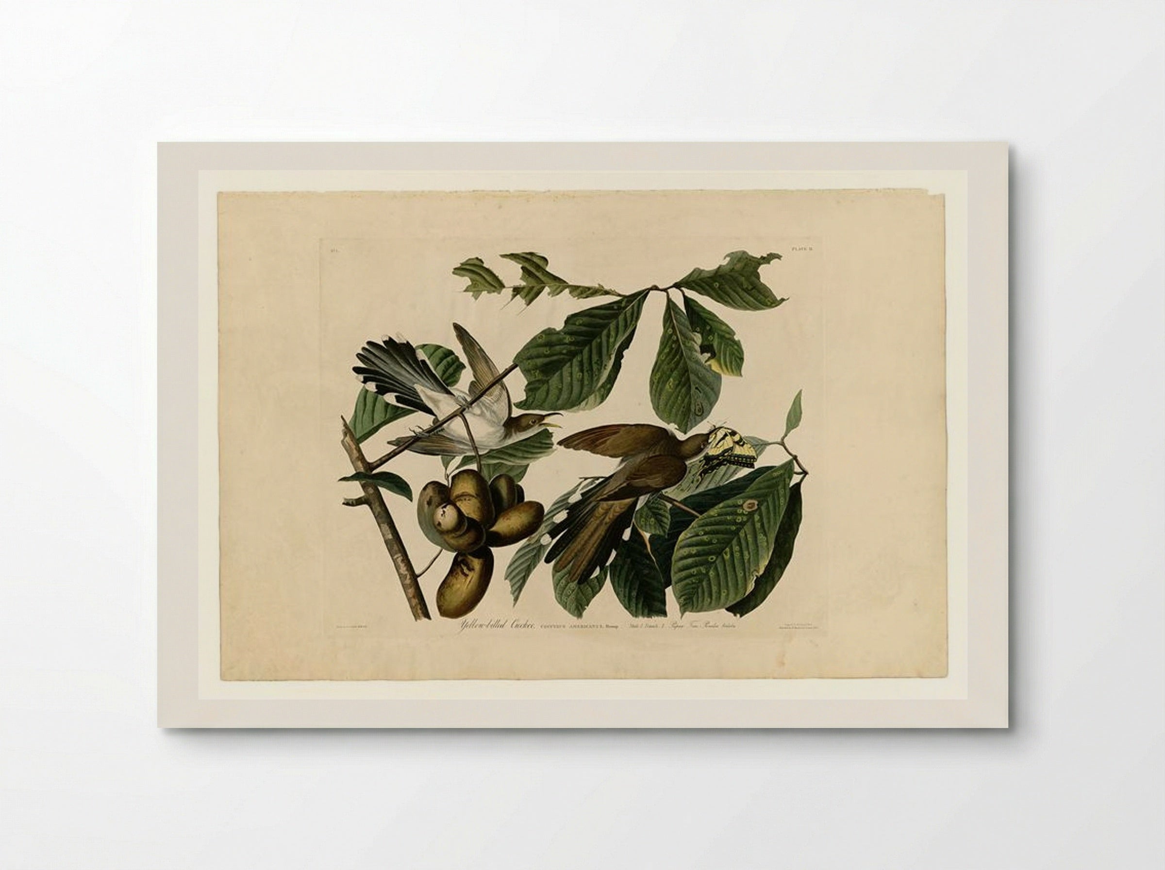 Plate 2. Yellow-billed Cuckoo - John James Audubon - Poster