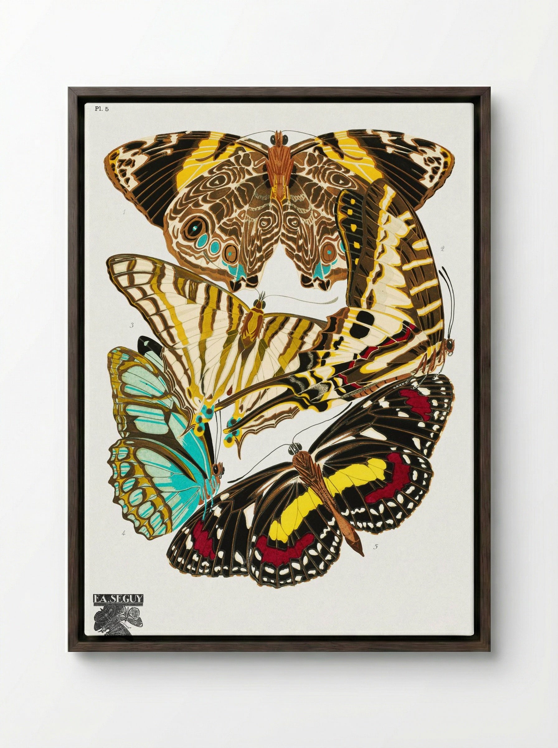 Butterflies, Plate 5 - Émile-Allain Séguy - Framed Canvas Dark Wood
