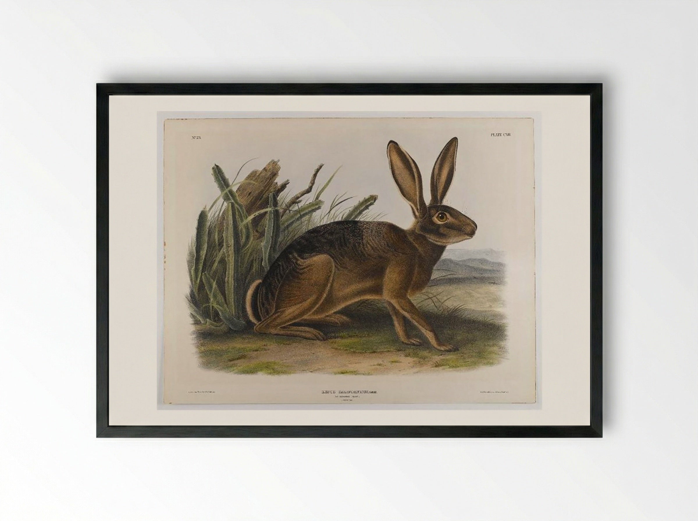 California Hare - John James Audubon - Framed Print Black
