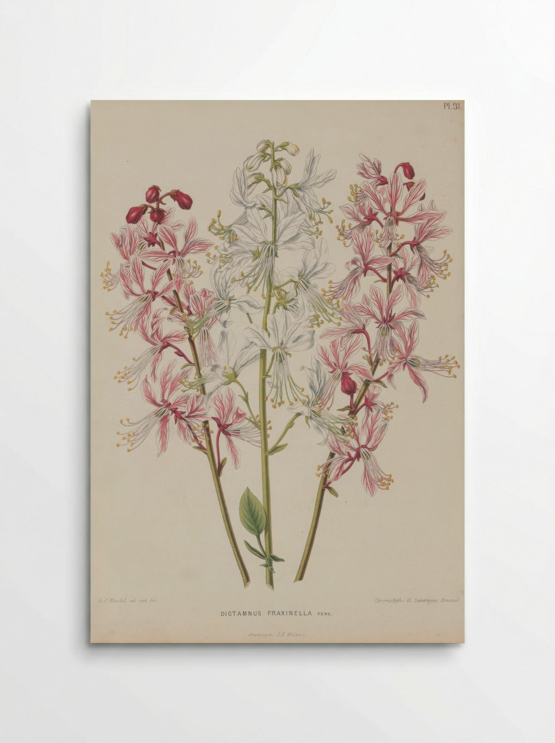 Dictamnus Albus L. - A. J. Wendel - Poster