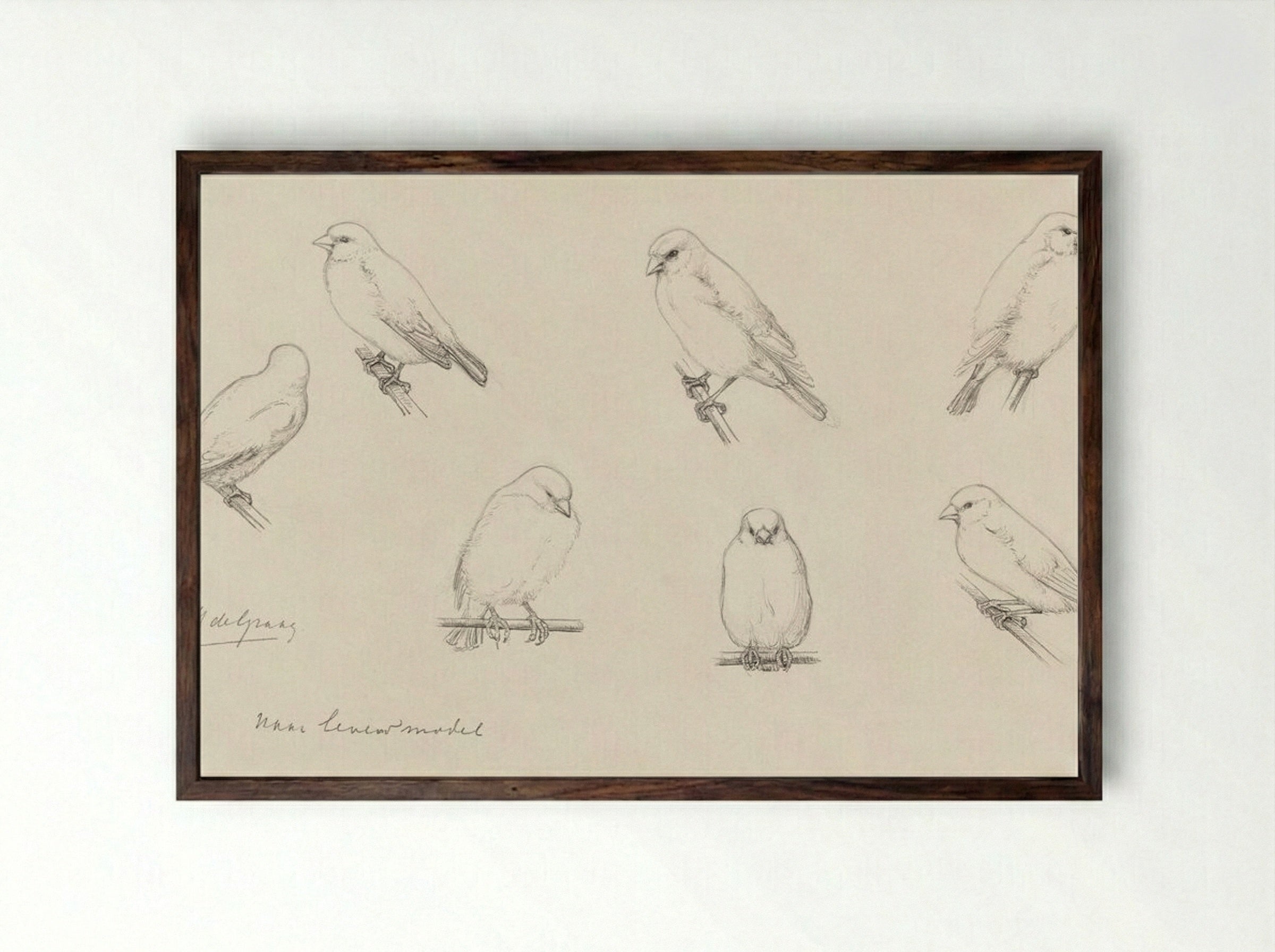 Study of Canaries - Julie de Graag - Framed Print Dark Wood