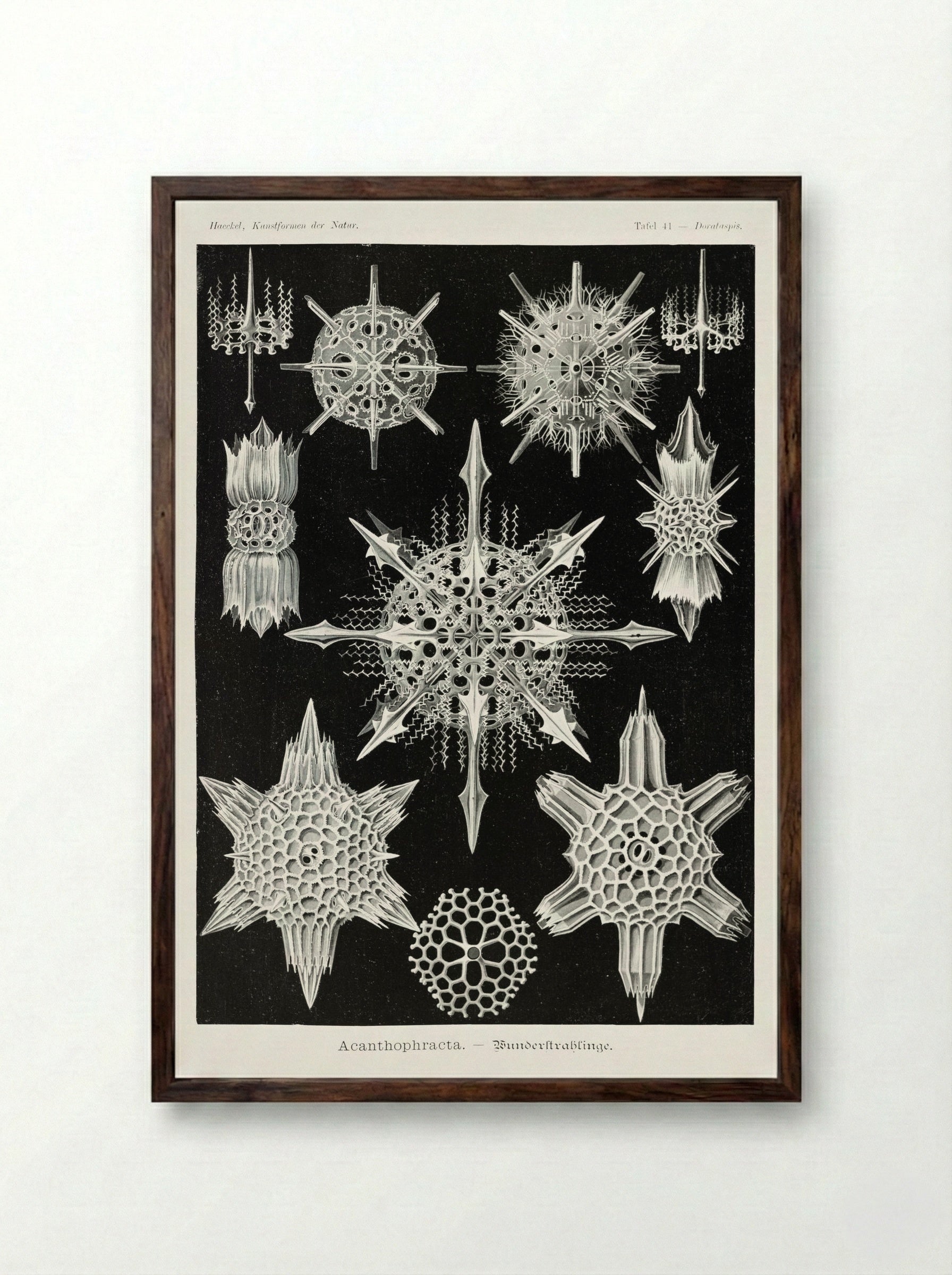 Acanthophracta-Wunderstrahlinge (1904) - Ernst Haeckel - Framed Print Dark Wood