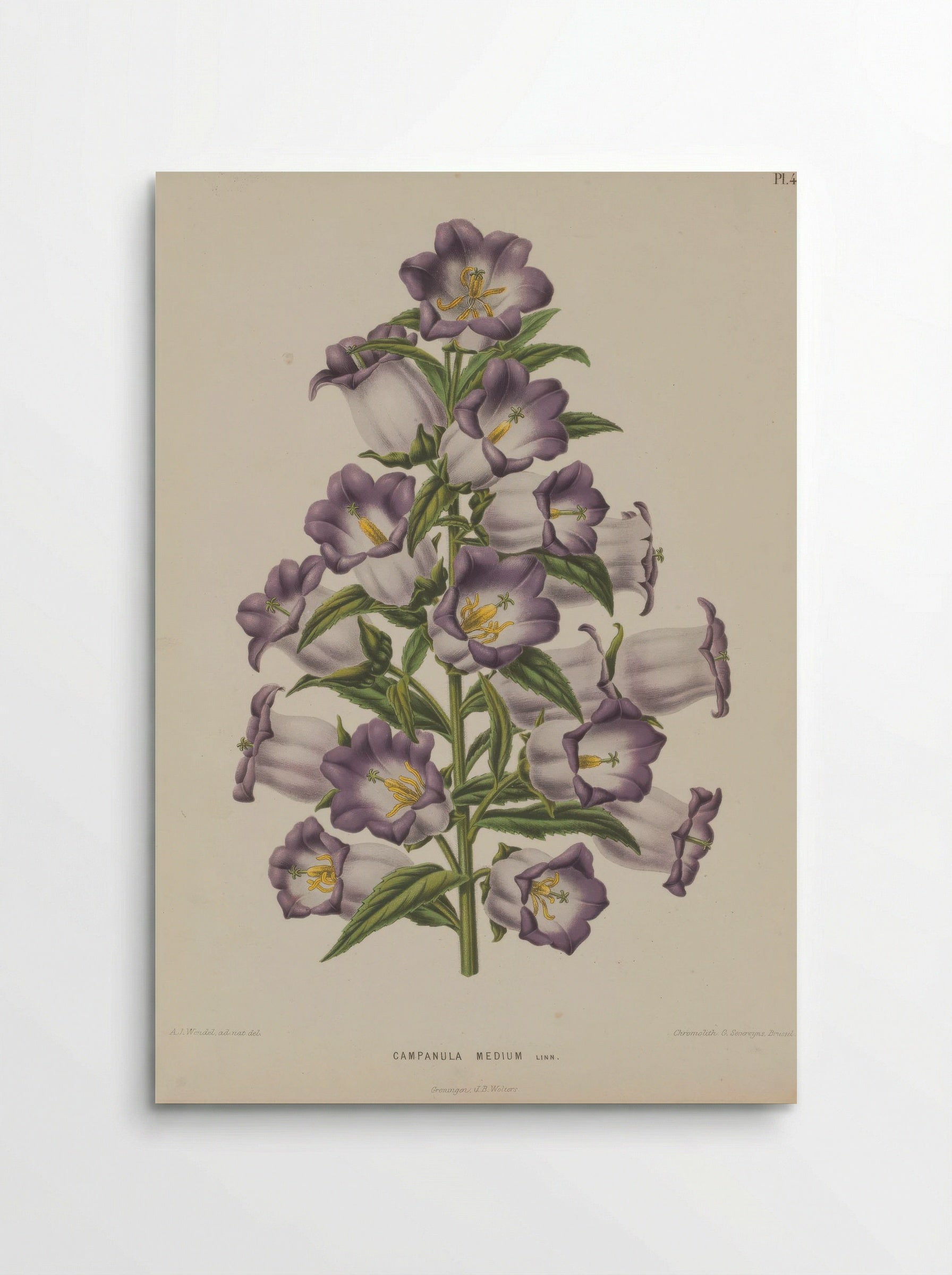 Campanula Medium L. - A. J. Wendel - Poster