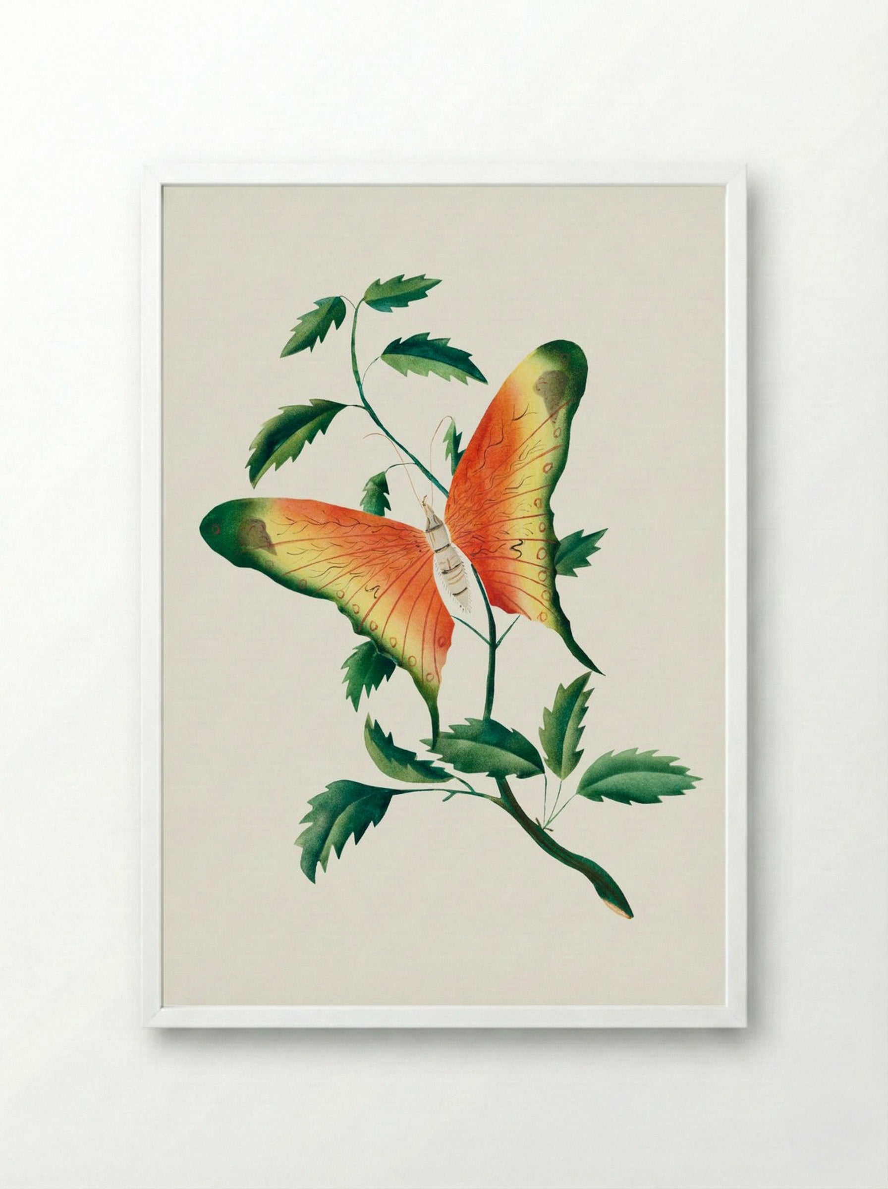 Rose Bush and Butterfly - Mary Altha Nims - Framed Print White