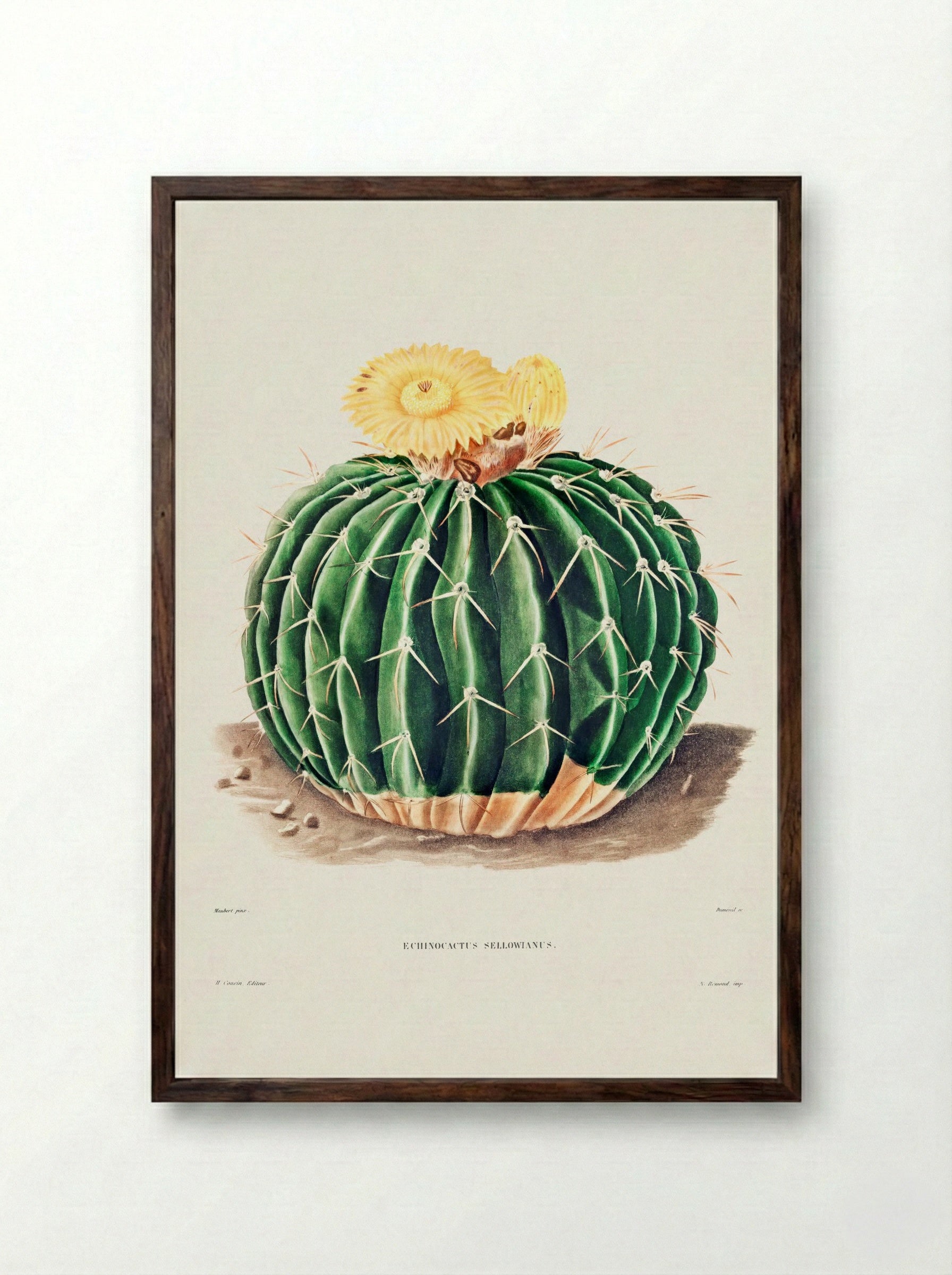 Parodia Sellowii (Echinocactus Sellowianus) - Charles Antoine Lemaire - Framed Print Dark Wood