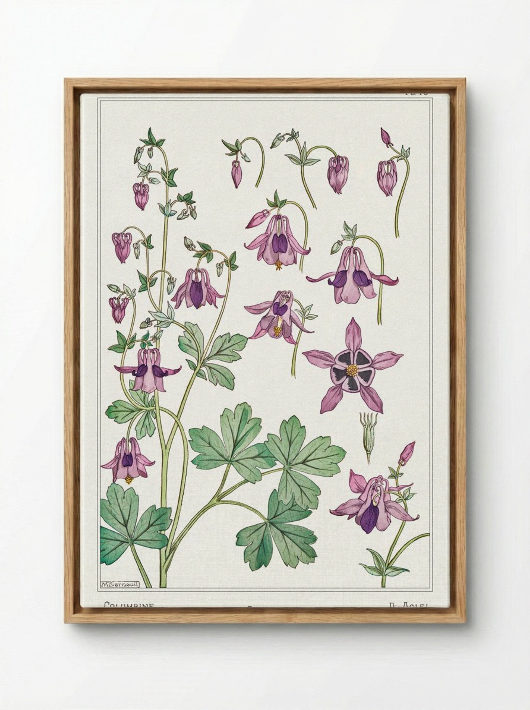 Ancolie (Columbine) - Maurice Pillard Verneuil - Framed Canvas Wood