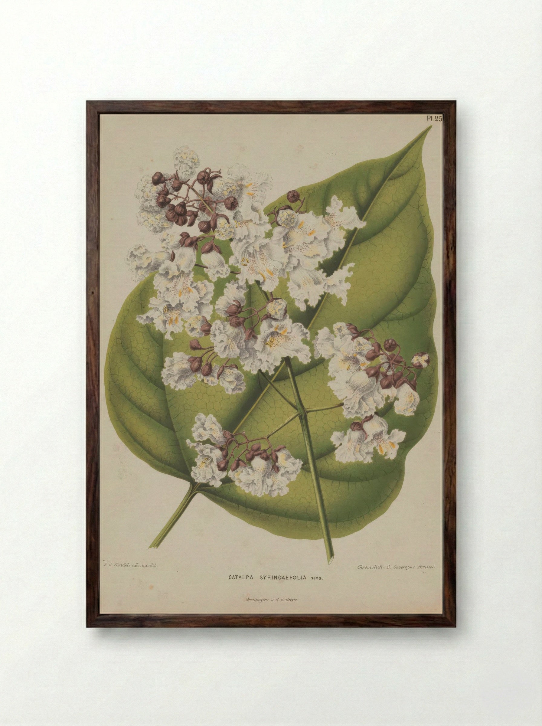 Catalpa Bignonioides Walter - A. J. Wendel - Framed Print Dark Wood