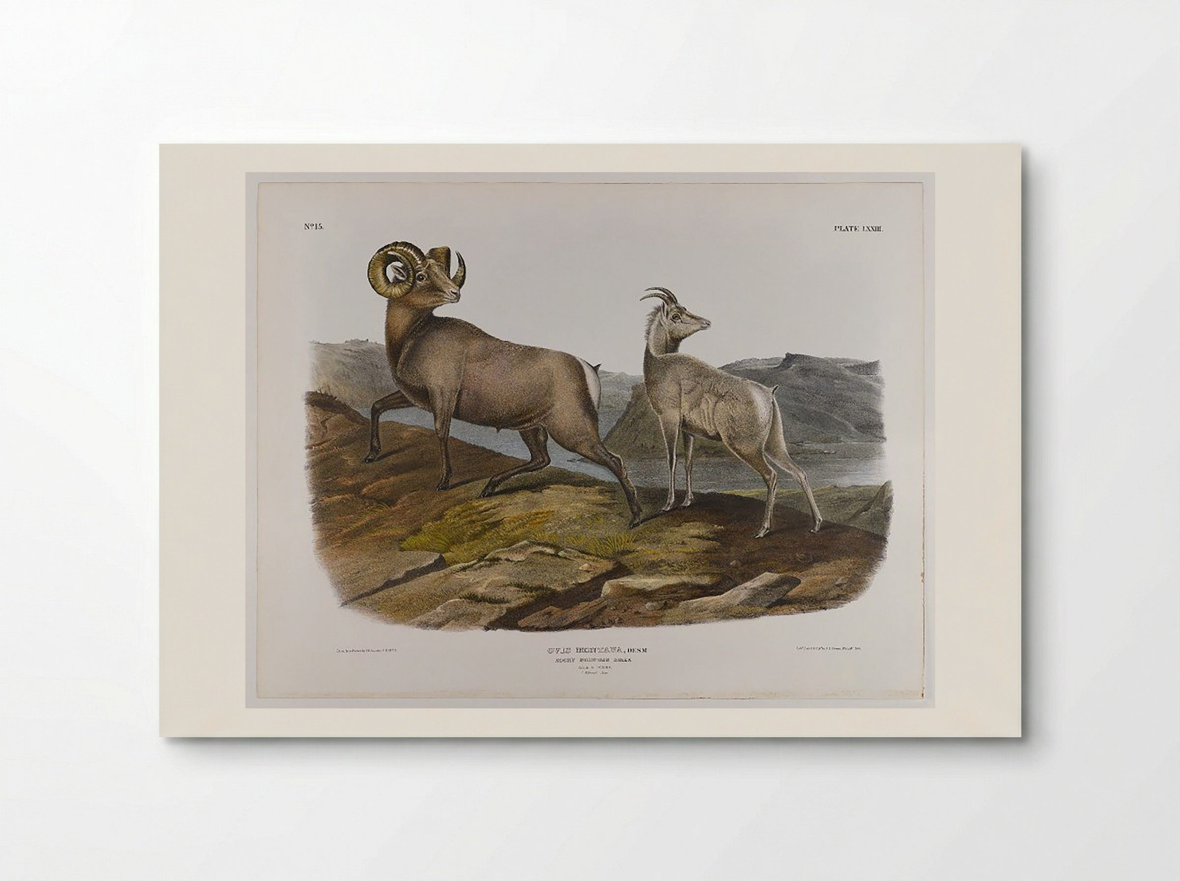 Rocky Mountain Sheep - John James Audubon - Poster